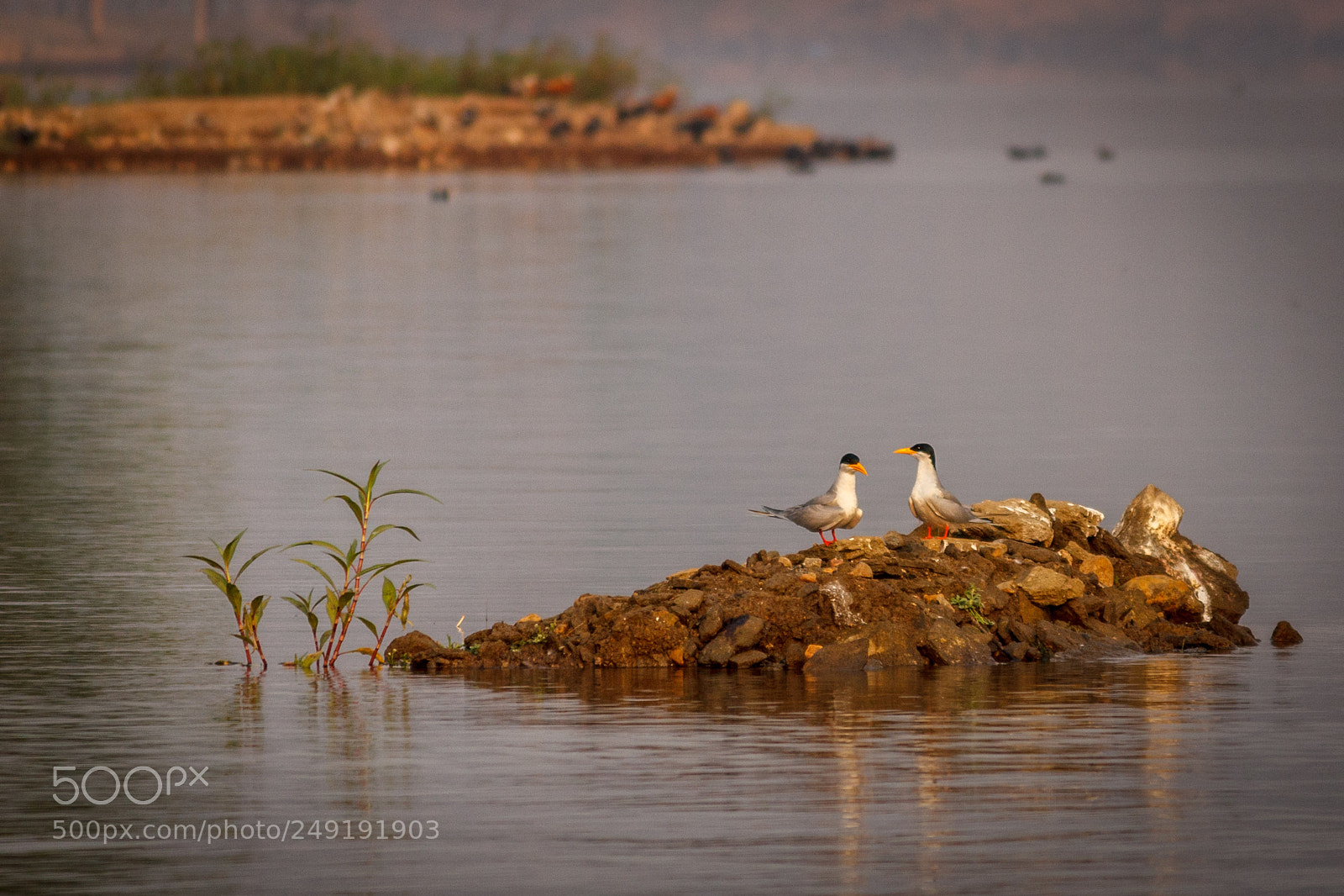 Canon EOS 600D (Rebel EOS T3i / EOS Kiss X5) sample photo. River terns photography