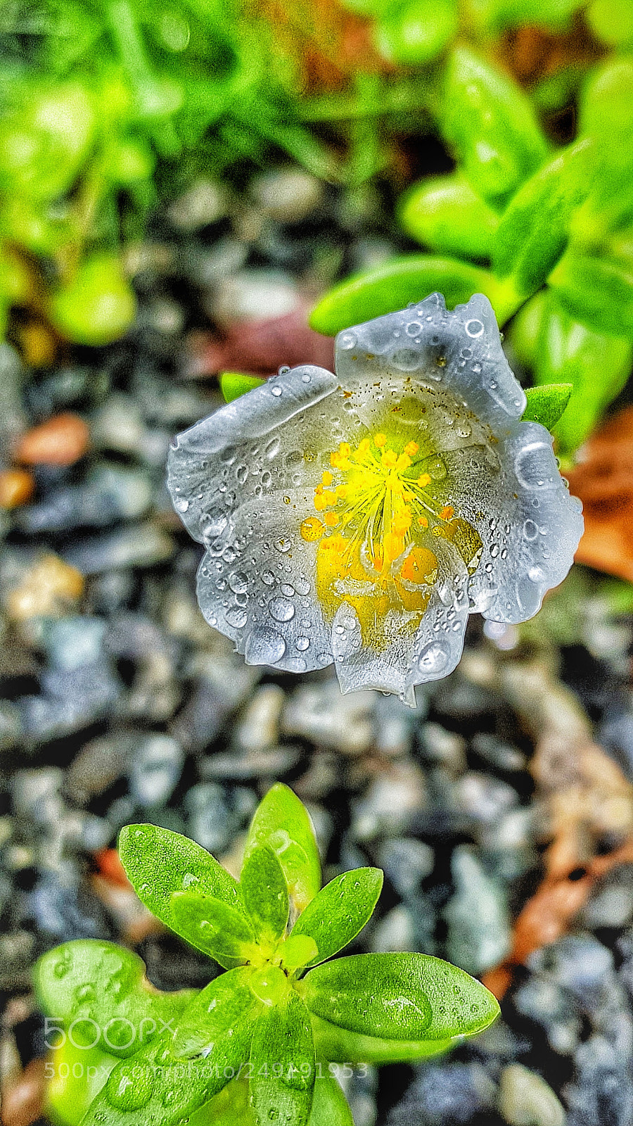 Samsung Galaxy S8+ sample photo. See-through garden weed flower photography
