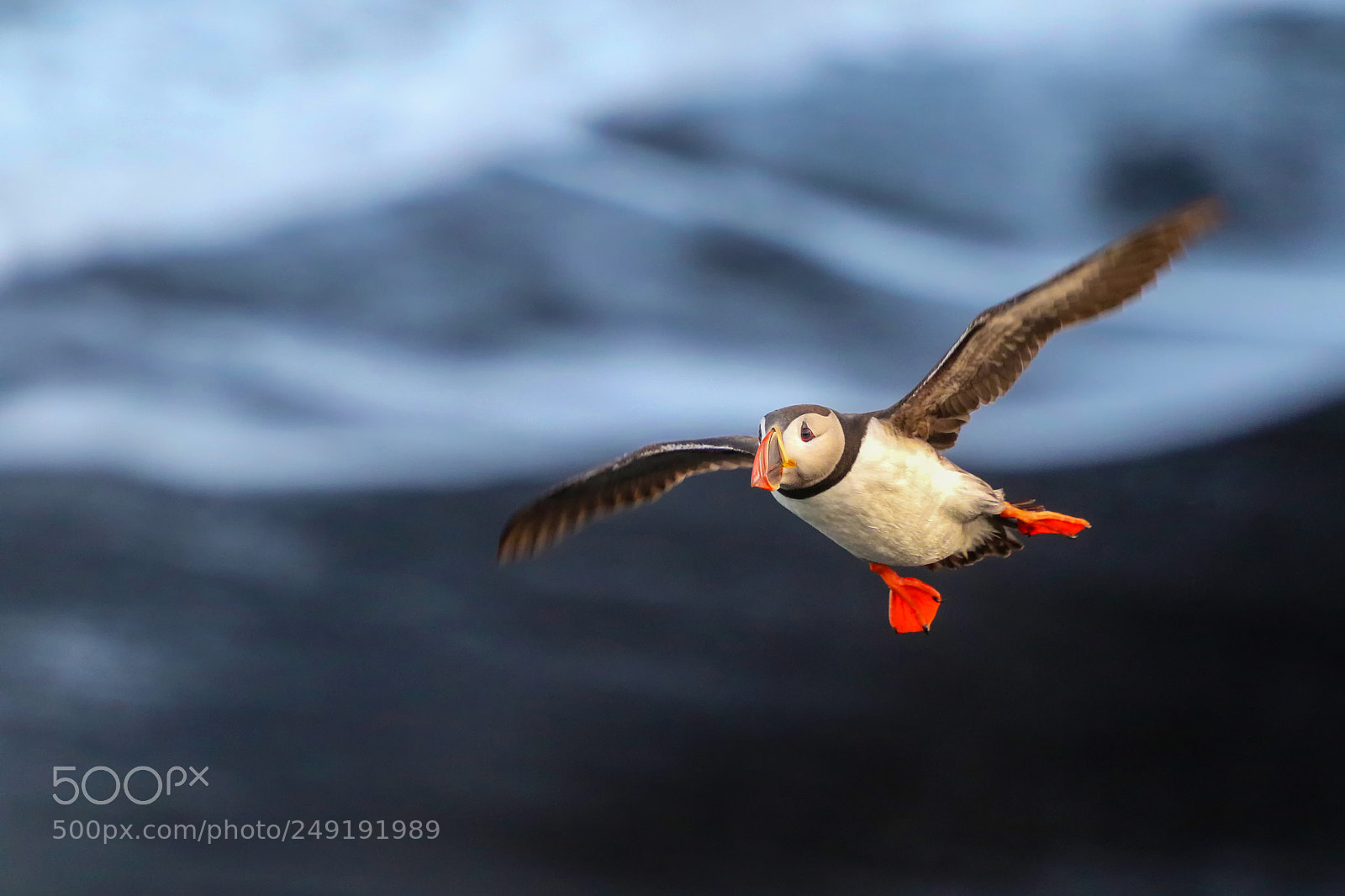 Canon EOS 7D Mark II sample photo. Flying in blue photography