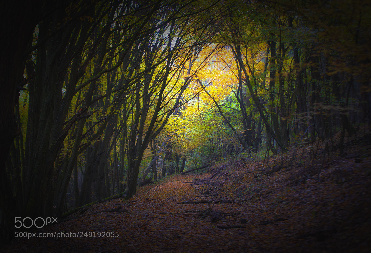 Sony Alpha DSLR-A900 sample photo. The forest photography