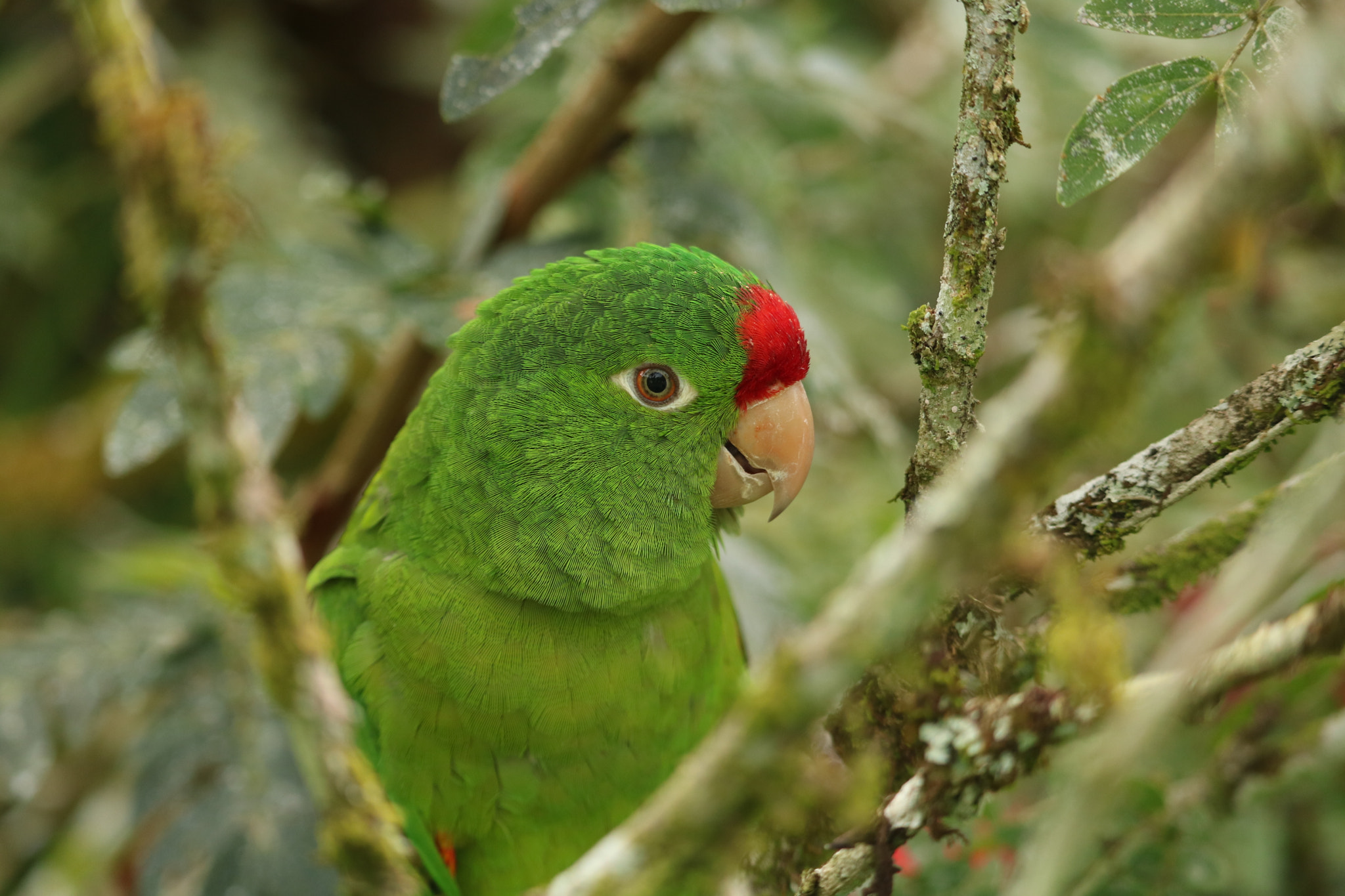 Canon EF-S 55-250mm F4-5.6 IS STM sample photo. Parakeet photography