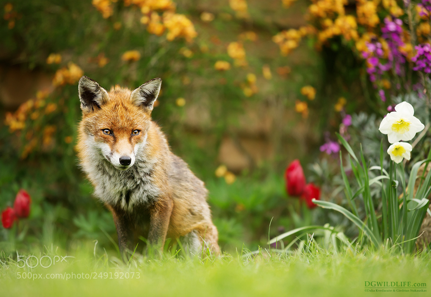 Canon EOS-1D X sample photo. Fox in spring photography