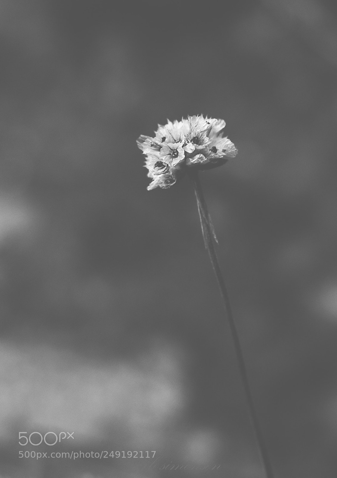 Canon EOS 7D sample photo. Alone photography