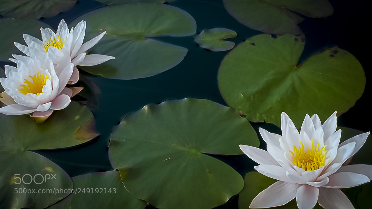 Canon EOS 1000D (EOS Digital Rebel XS / EOS Kiss F) sample photo. Water lily flowers photography