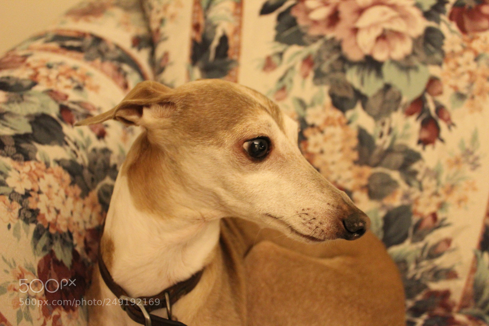 Canon EOS 1300D (EOS Rebel T6 / EOS Kiss X80) sample photo. Italian greyhound photography