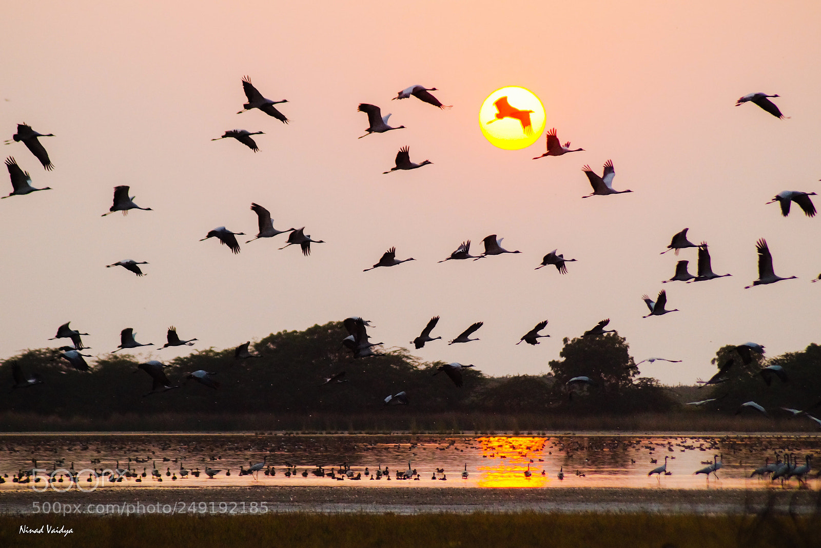 Sony SLT-A58 sample photo. Demoiselle cranes chasing the photography