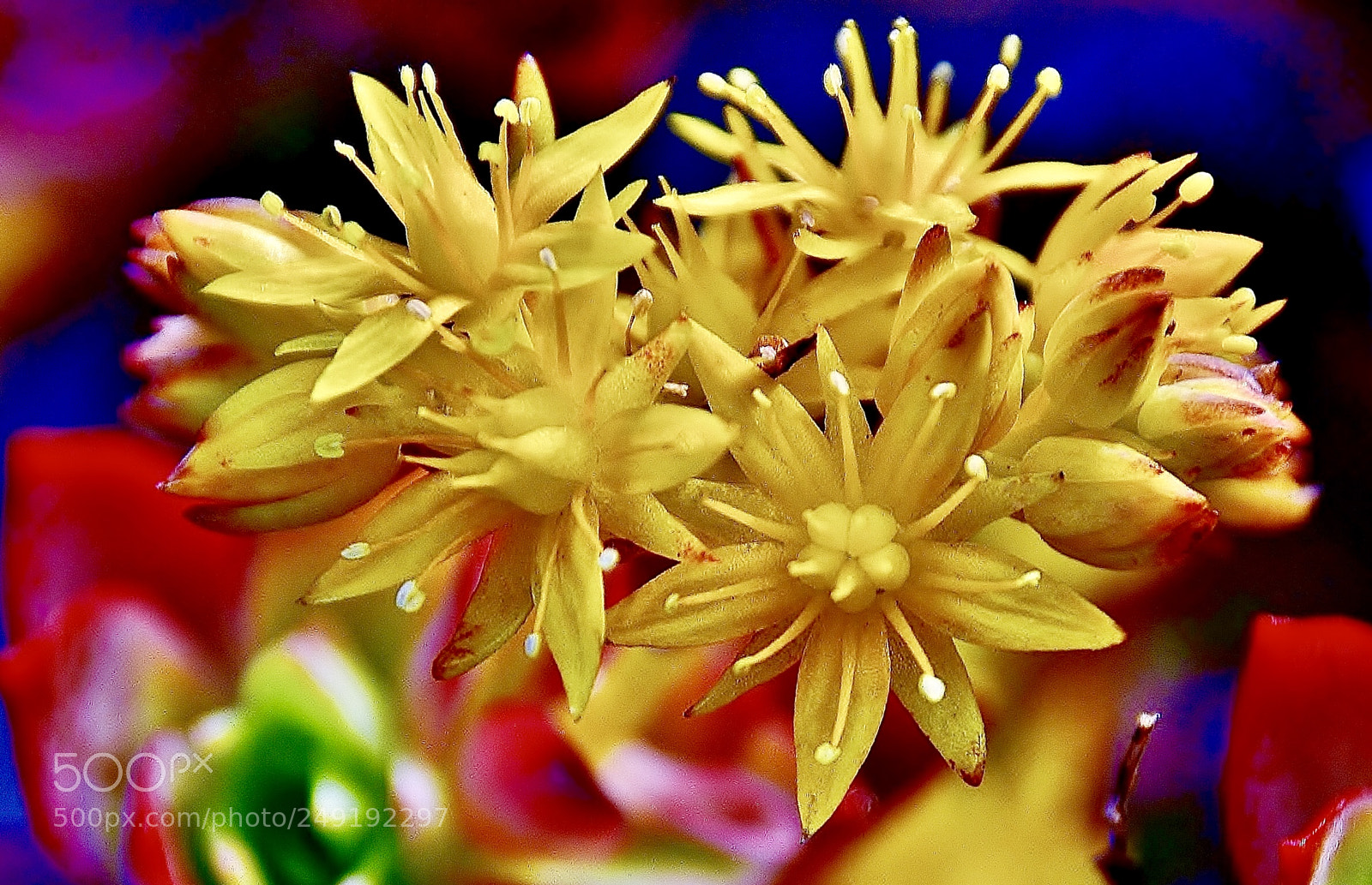 Nikon D7000 sample photo. Mİs photography