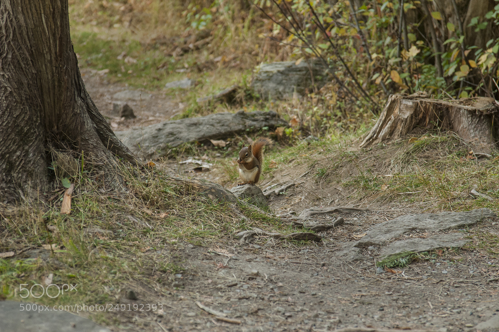 Nikon D2X sample photo. Red squirrel photography
