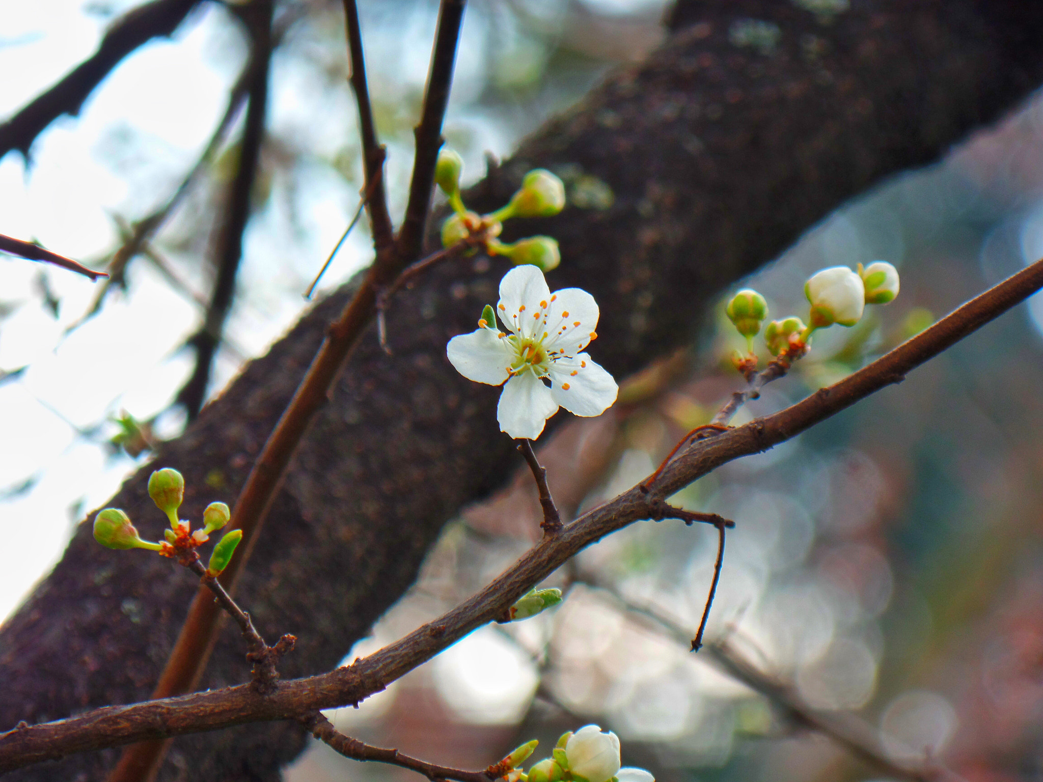 Samsung WB350F/WB351F/WB352F sample photo. Spring flowers photography