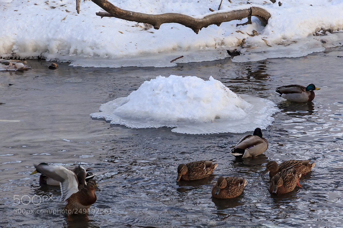 Canon EOS 600D (Rebel EOS T3i / EOS Kiss X5) sample photo. Местная тусовка photography