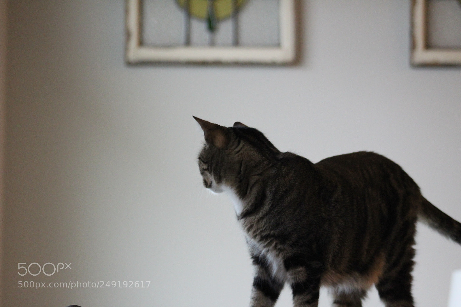 Canon EF 75-300mm f/4-5.6 sample photo. Beautiful cat photography