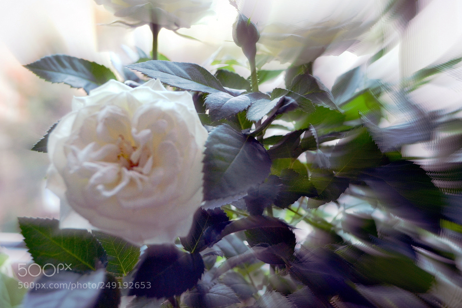Nikon D3100 sample photo. Rose photography