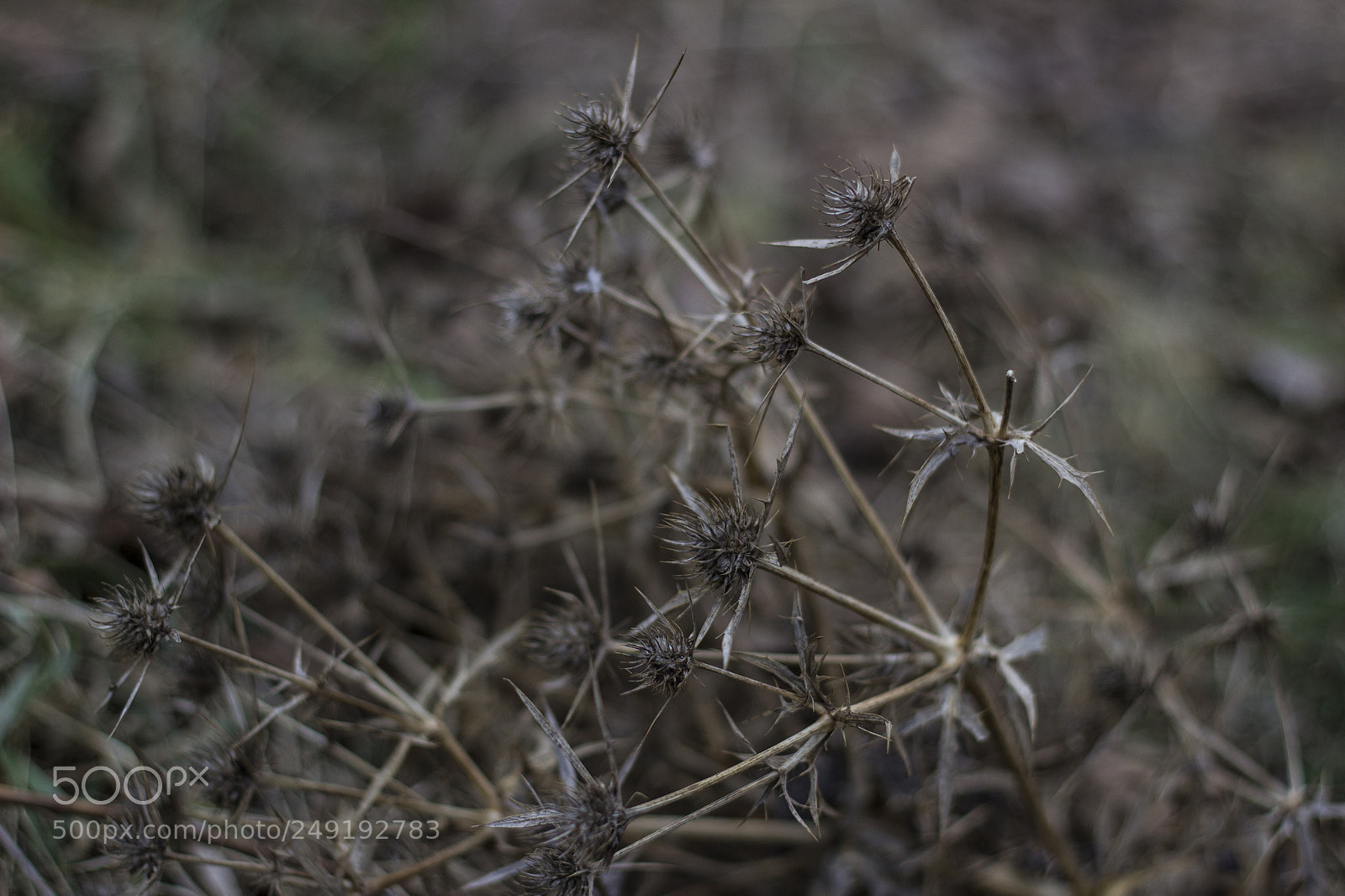 Canon EOS 600D (Rebel EOS T3i / EOS Kiss X5) sample photo. Img photography