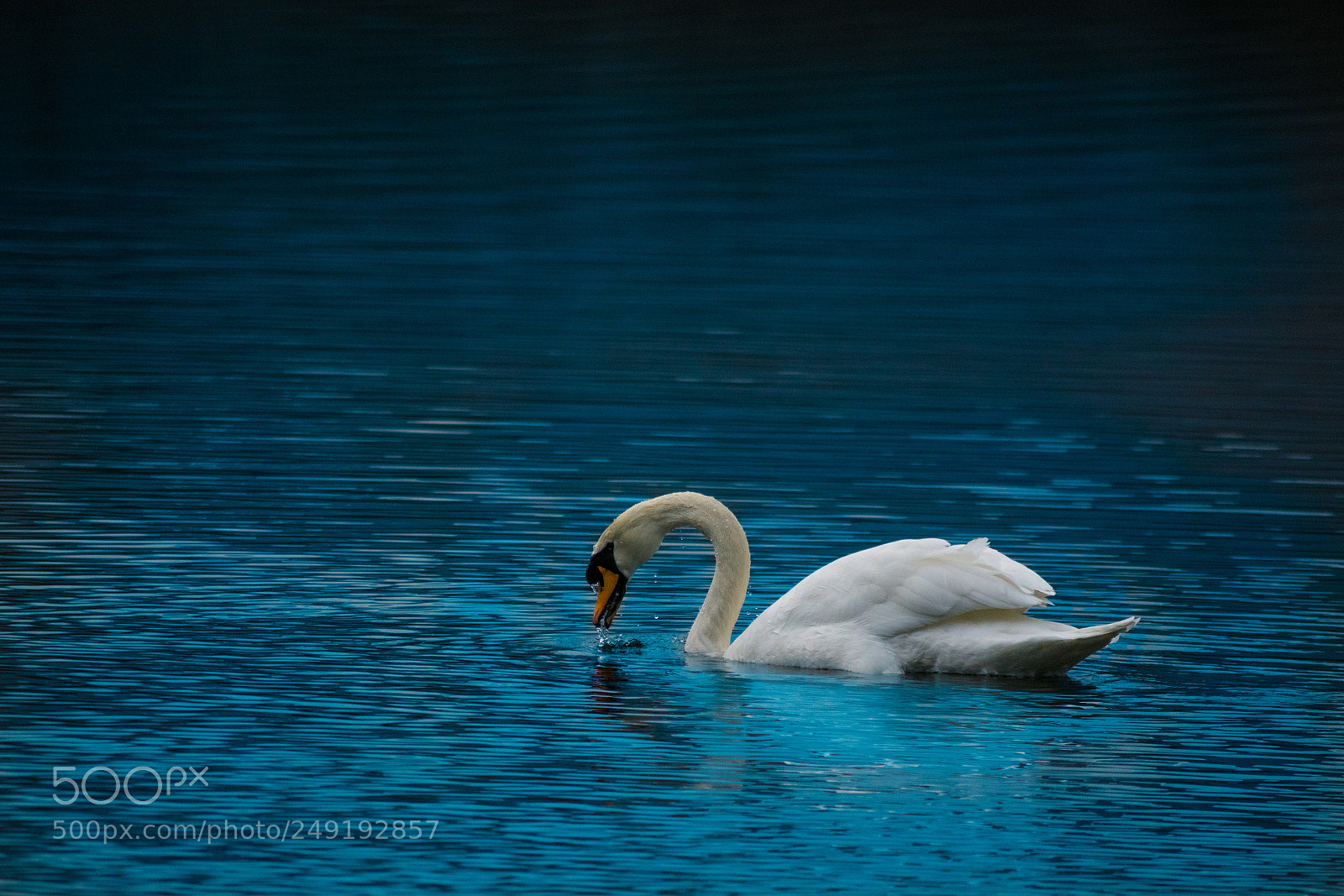 Nikon D7100 sample photo. Swan photography
