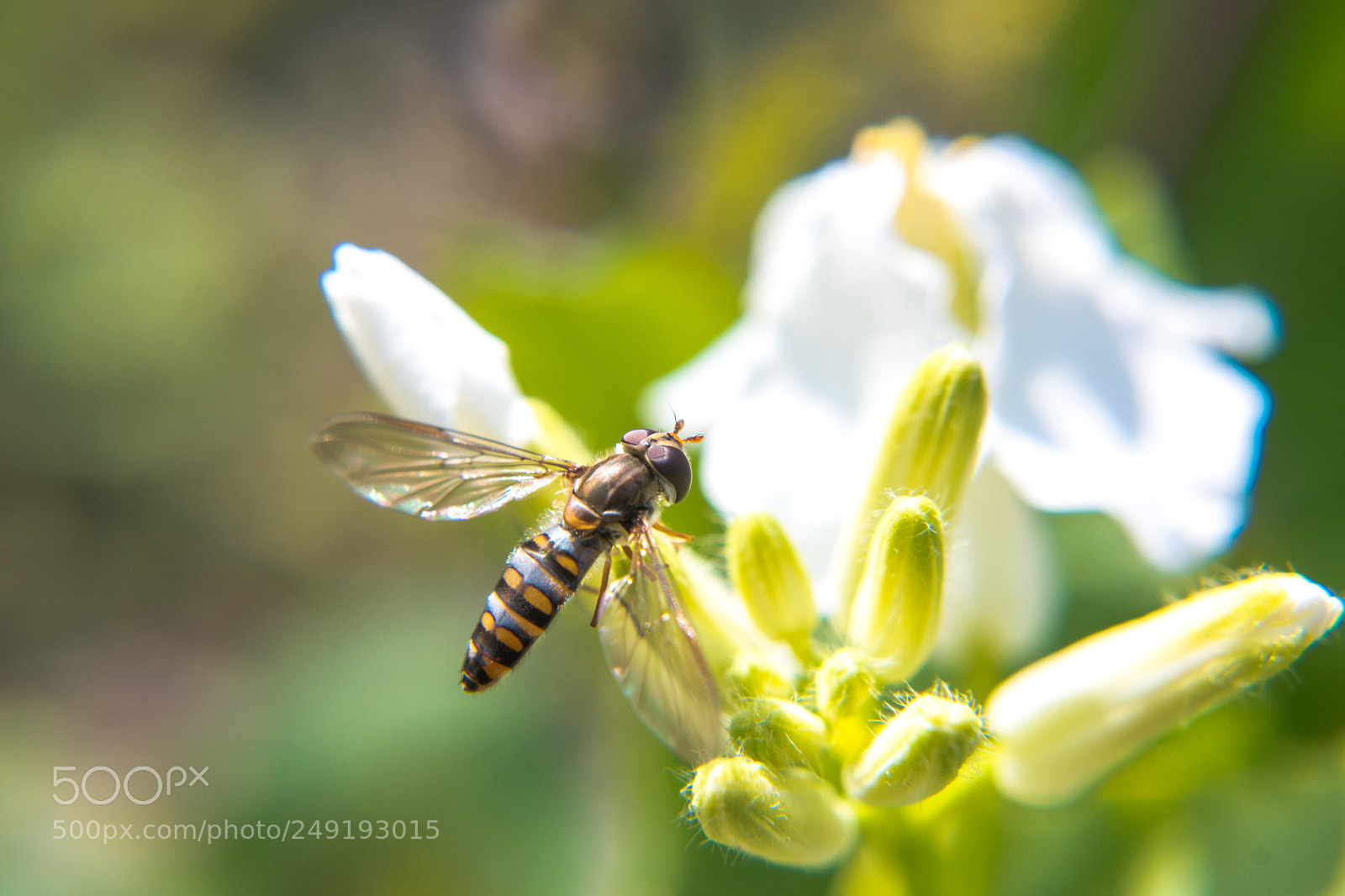 Nikon D5500 sample photo. Springtime 2018 photography
