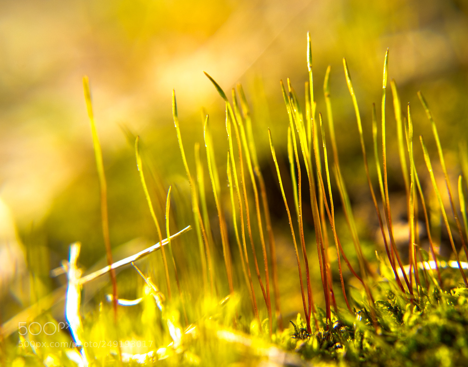 Nikon D5500 sample photo. Springtime 2018 photography
