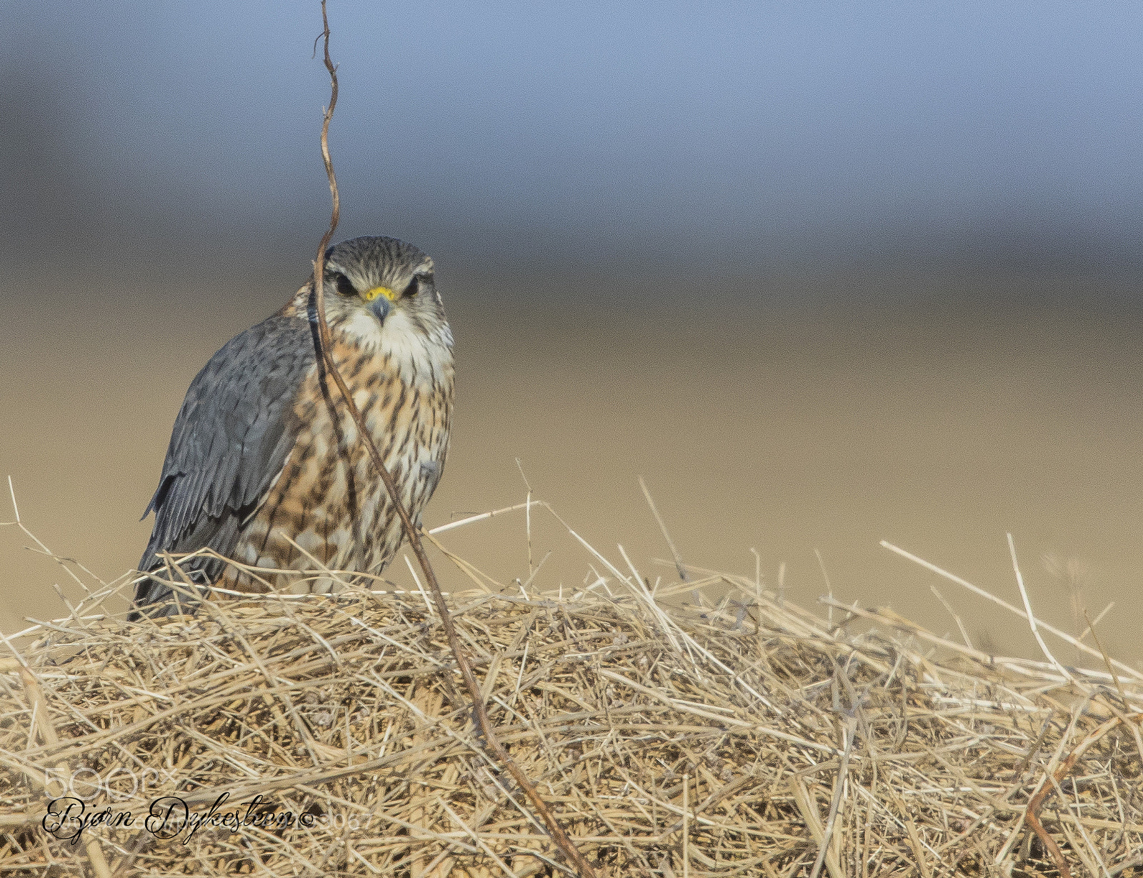 Canon EOS-1D X Mark II sample photo. Merlin hiding back the photography