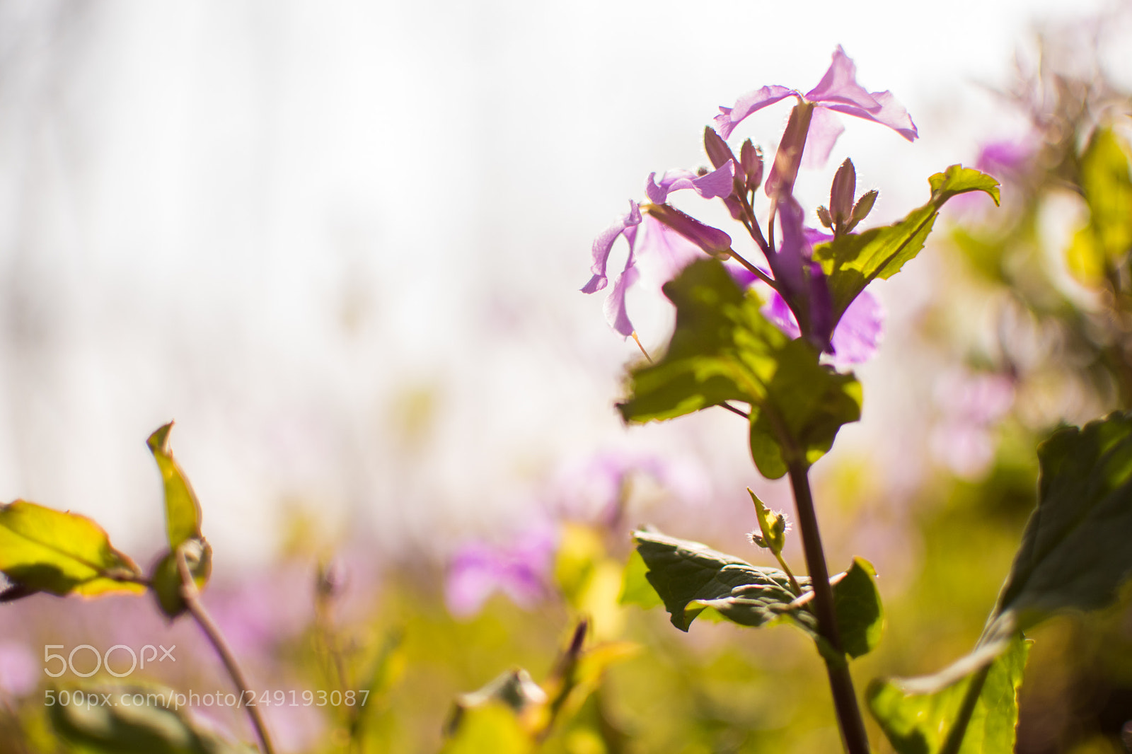 Nikon D5500 sample photo. Springtime 2018 photography