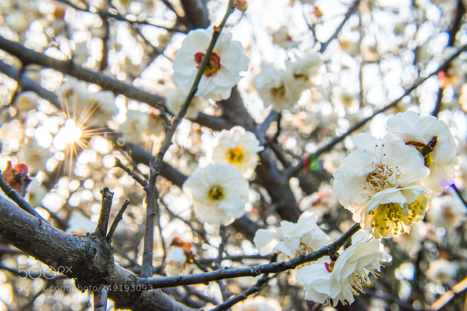 Nikon D5500 sample photo. Springtime 2018 photography