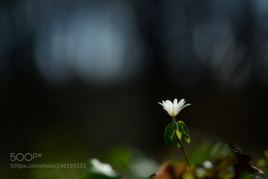 Nikon D800 sample photo. Hope for the flower photography