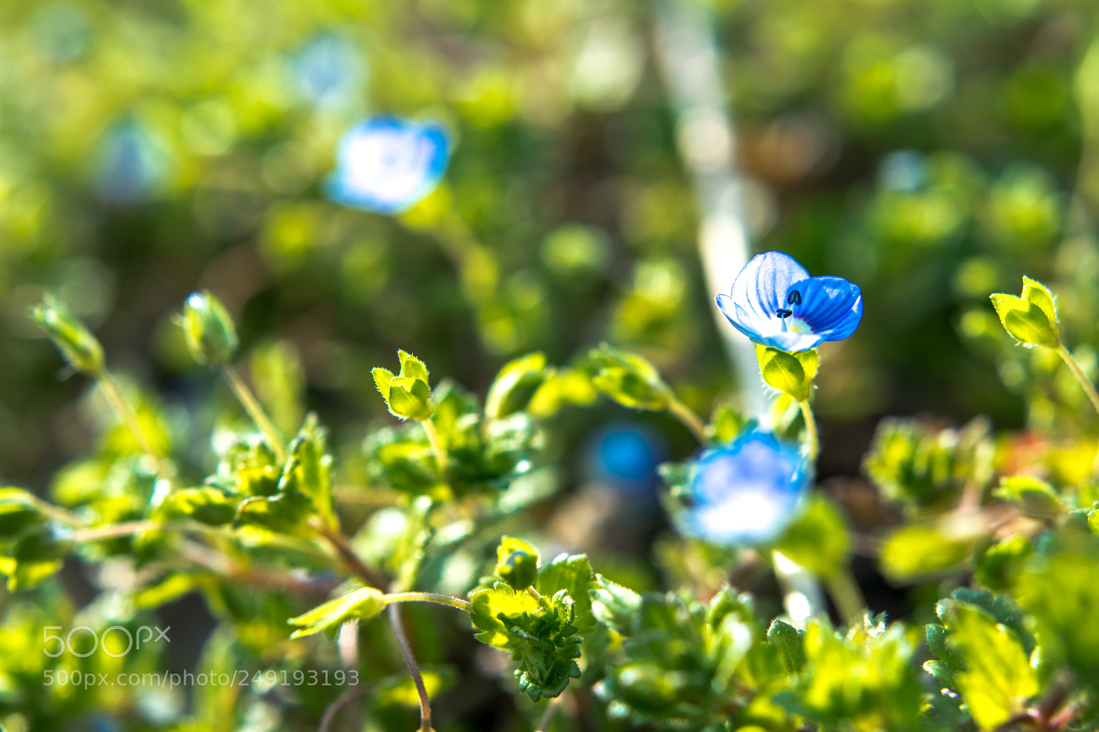 Nikon D5500 sample photo. Springtime 2018 photography