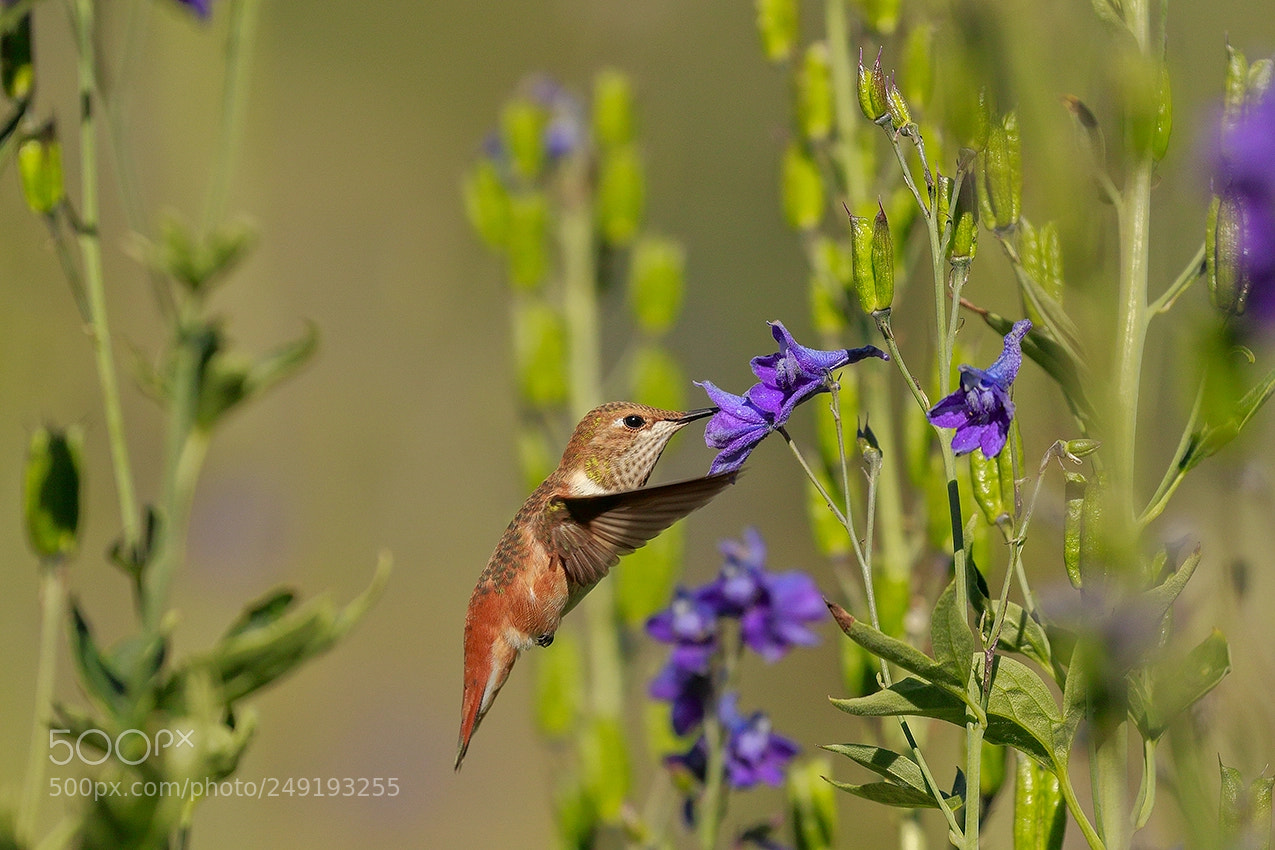 Canon EOS 7D Mark II sample photo. Rufous hummingbird photography