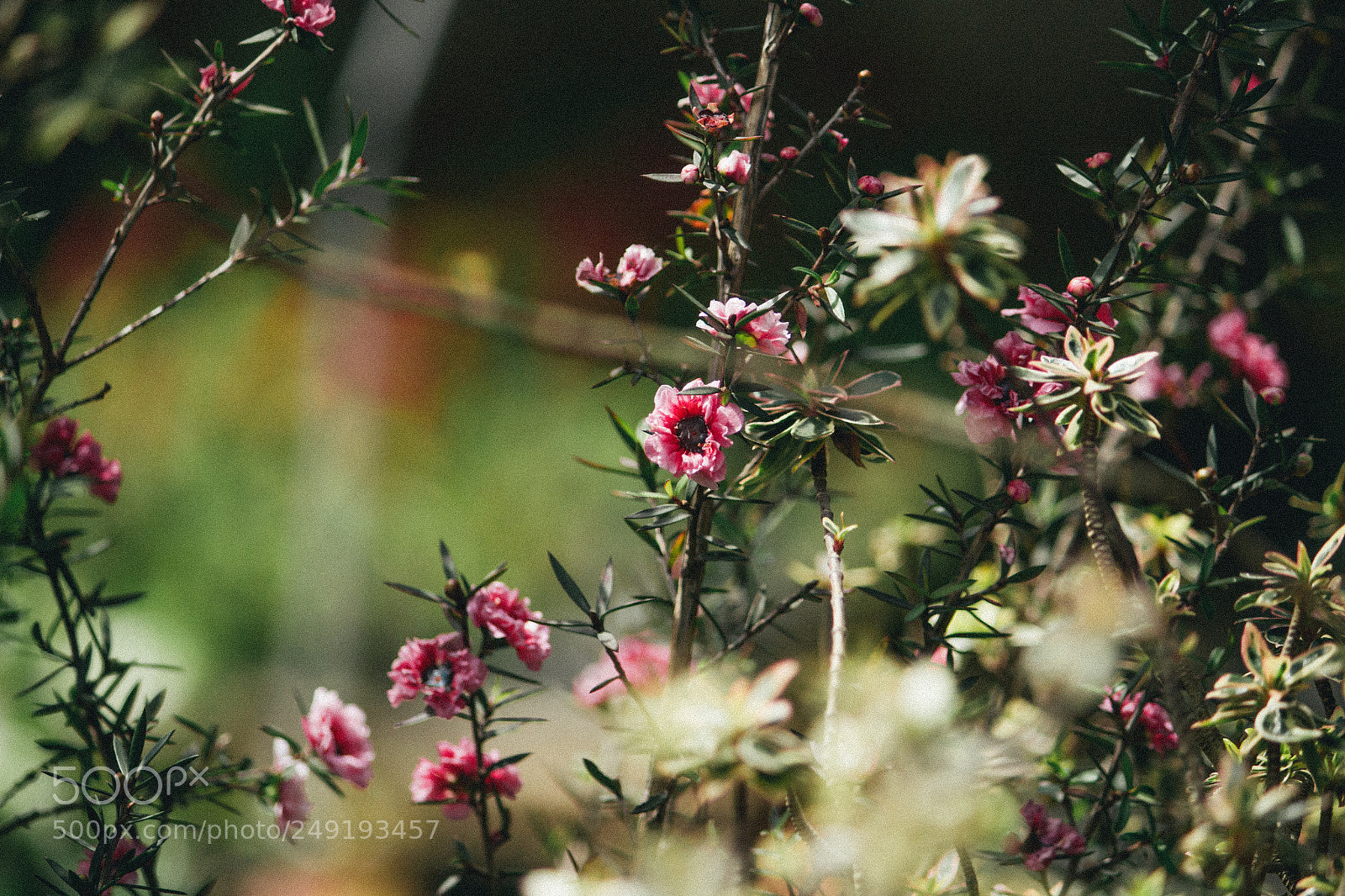 Canon EOS 700D (EOS Rebel T5i / EOS Kiss X7i) sample photo. Flowers photography