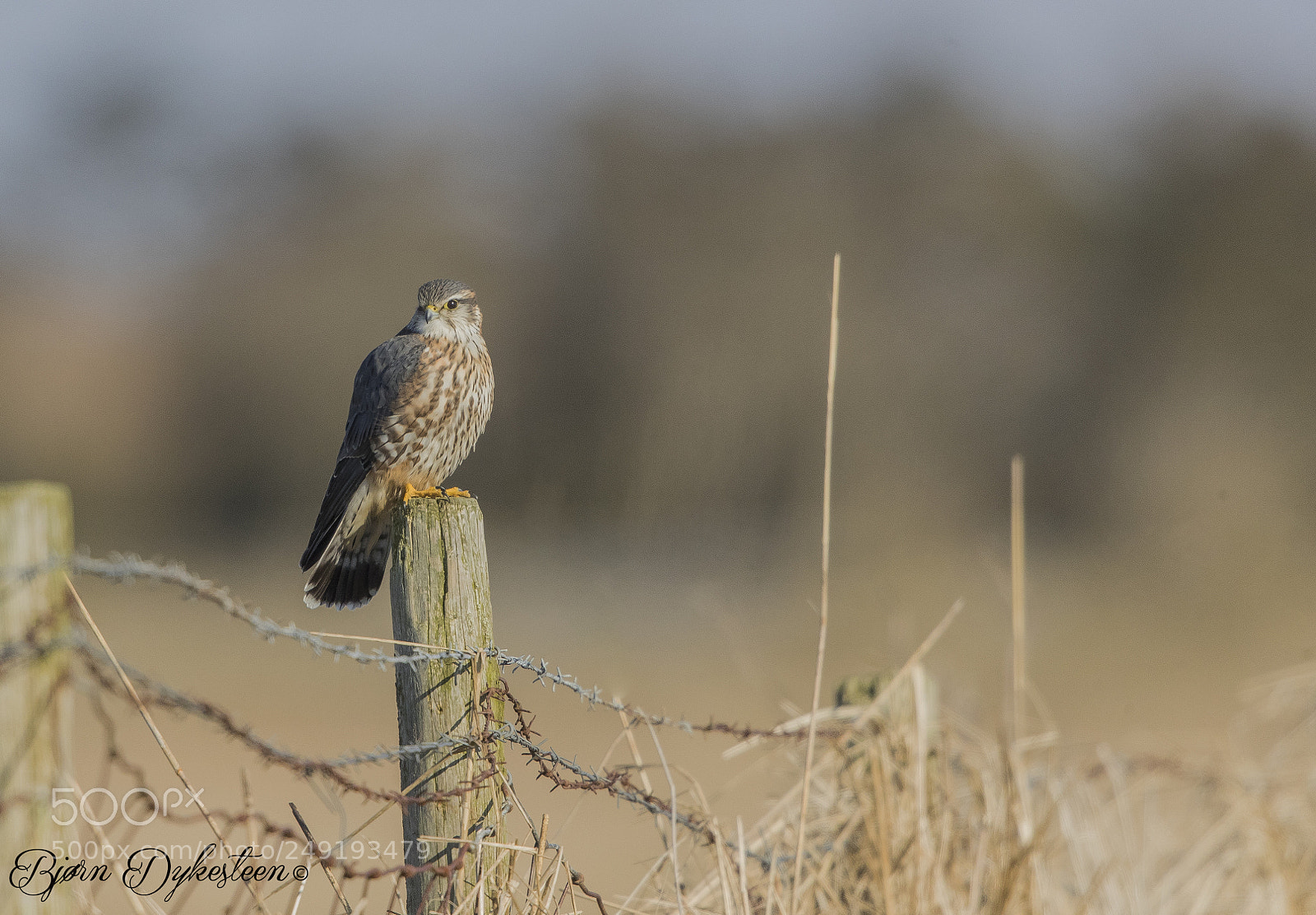 Canon EOS-1D X Mark II sample photo. Merlin sitting watching for photography
