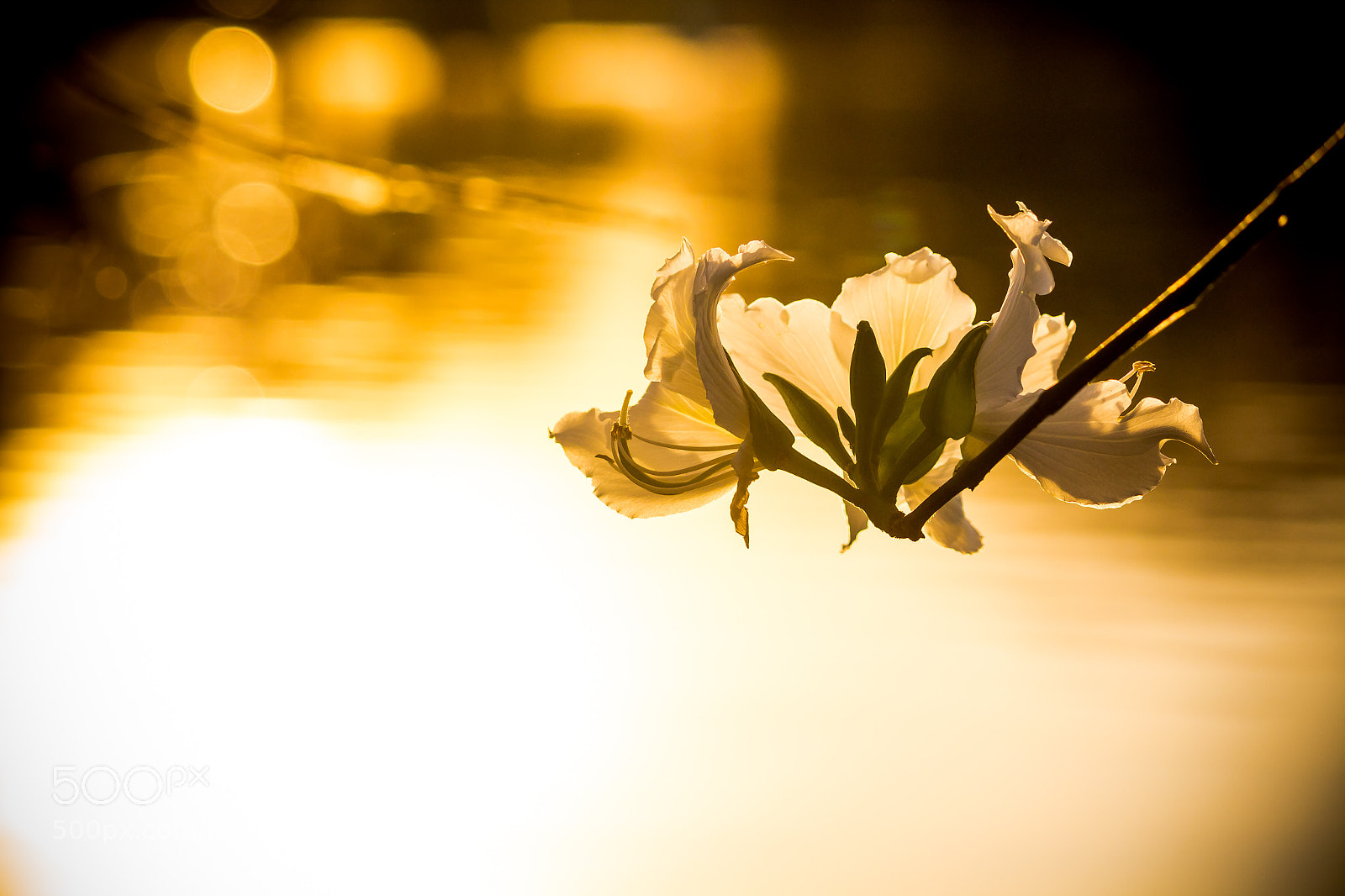 Canon EOS 700D (EOS Rebel T5i / EOS Kiss X7i) sample photo. Flower sun photography