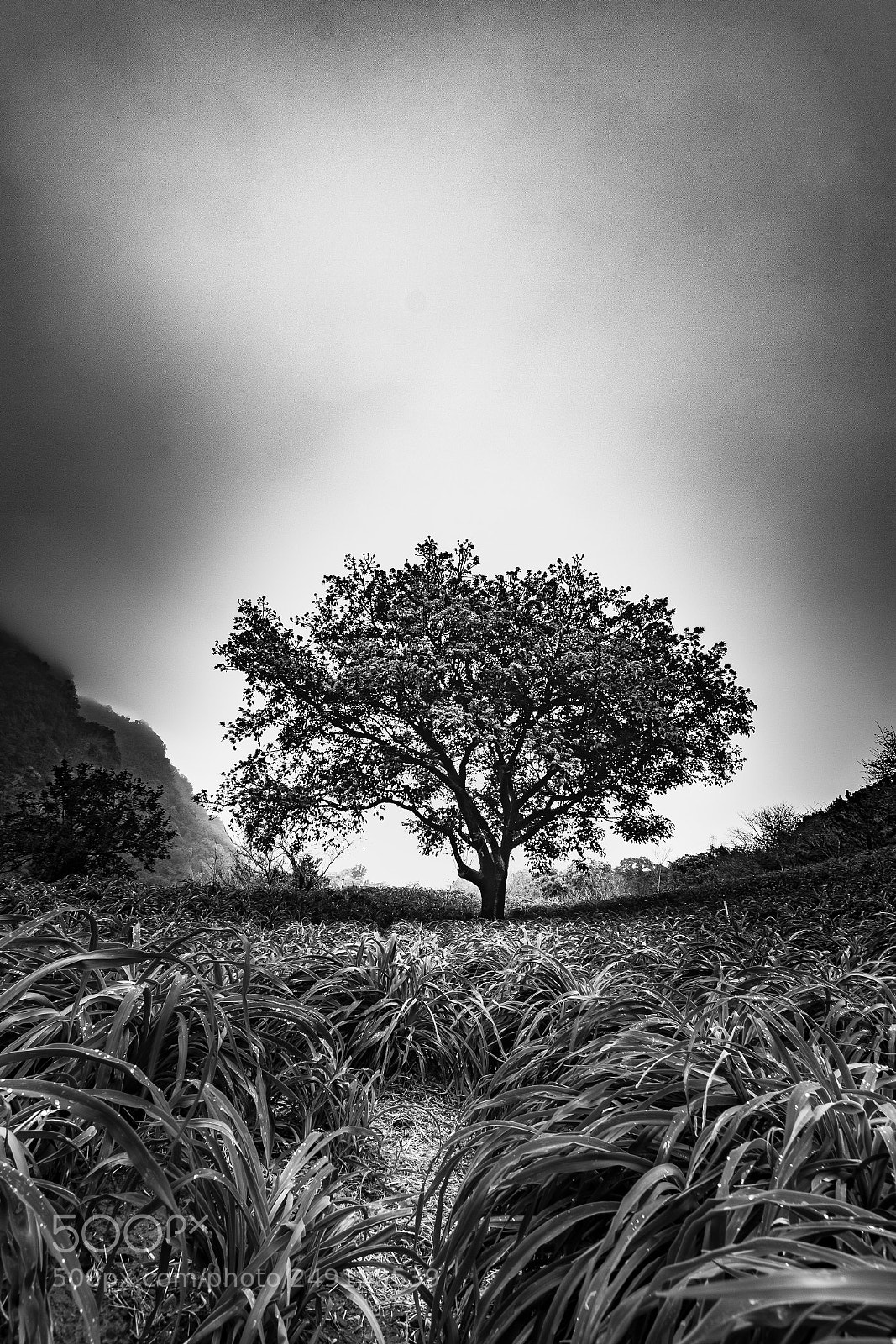 Canon EOS 60D sample photo. Overcast stand alone photography