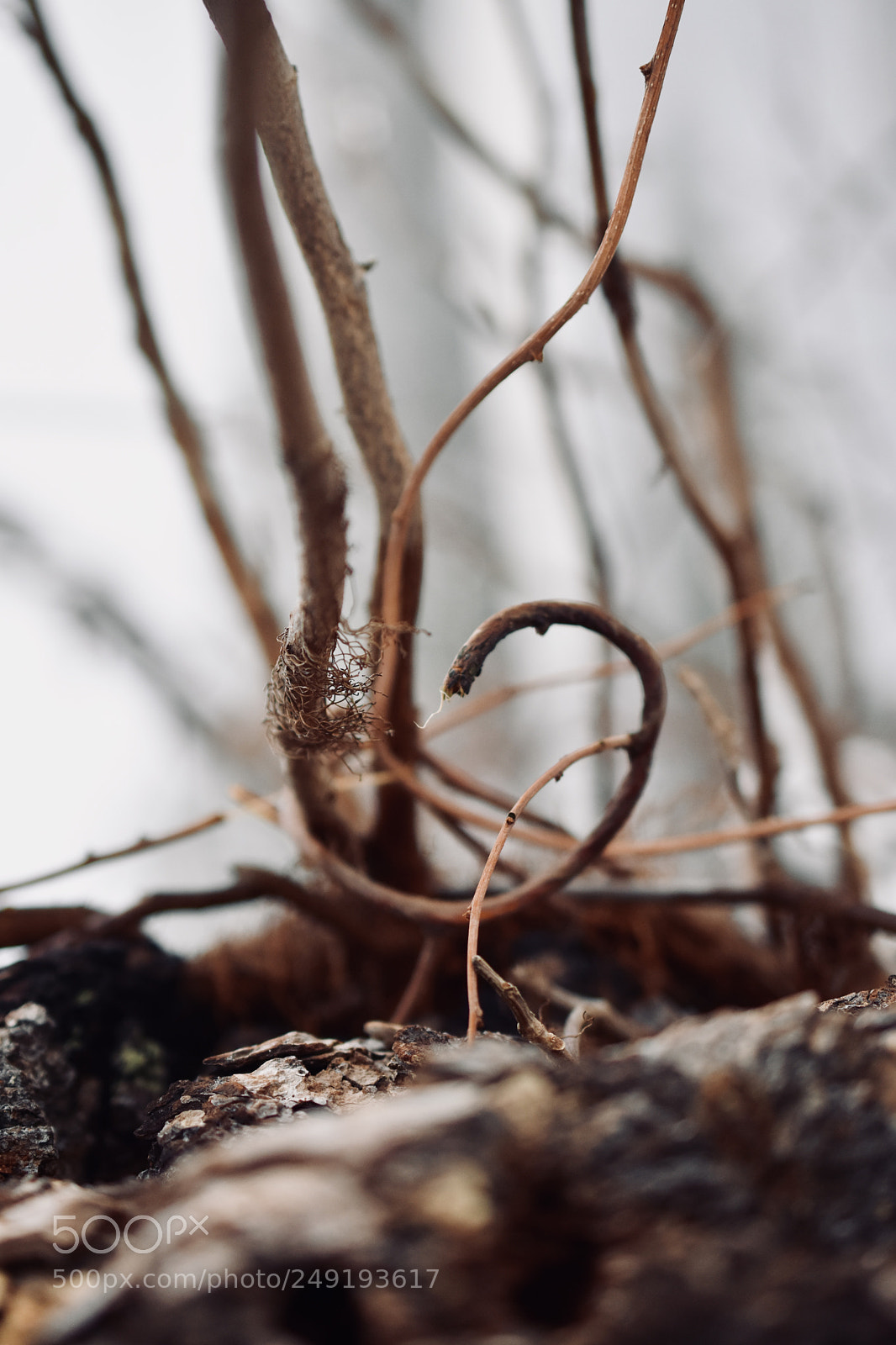 Nikon D3400 sample photo. Pieces of a tree photography