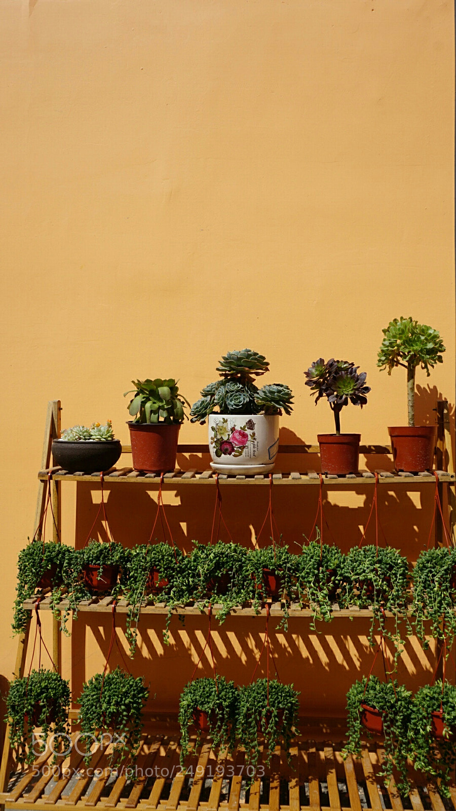 Sony a6000 sample photo. Garden photography