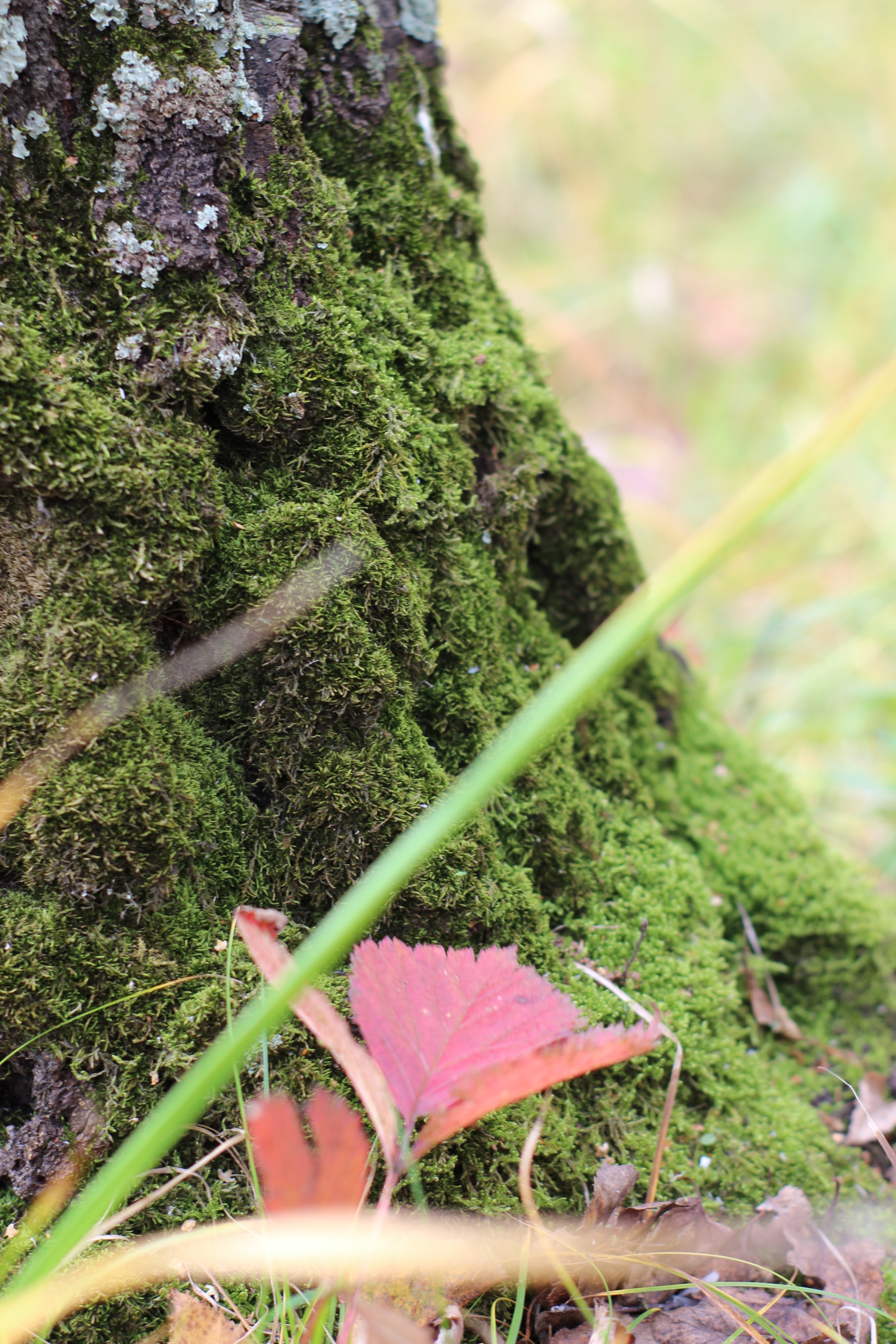 Canon 50mm sample photo. Img photography