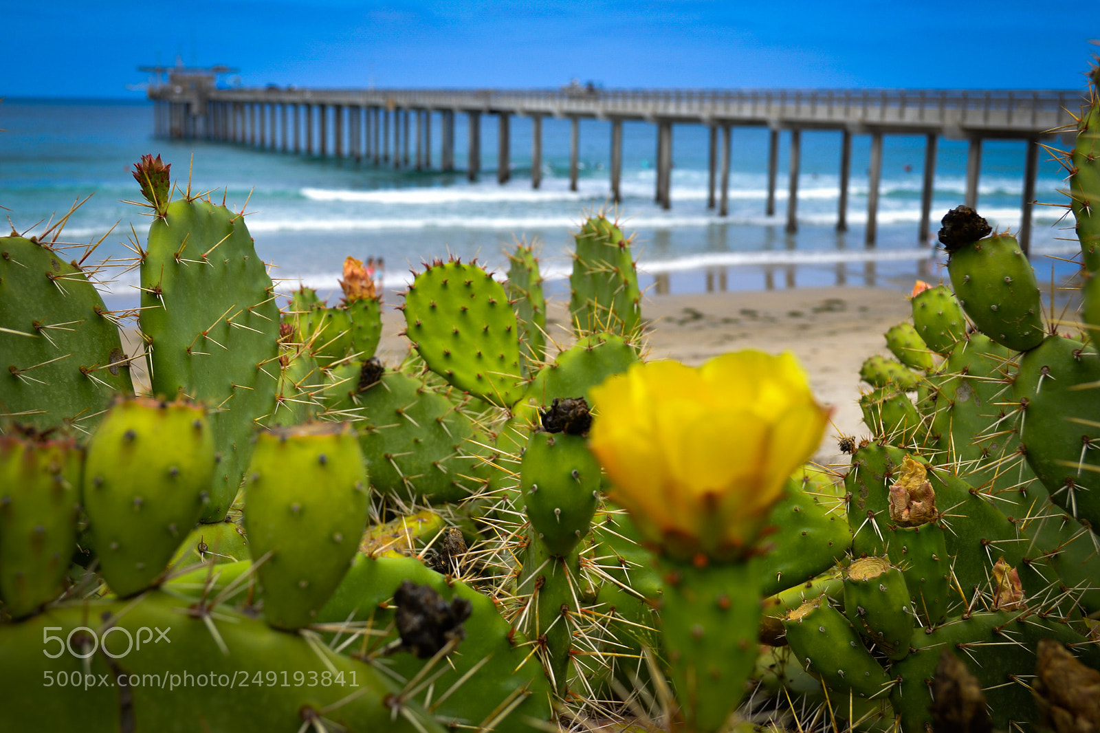 Nikon D3100 sample photo. La jolla photography