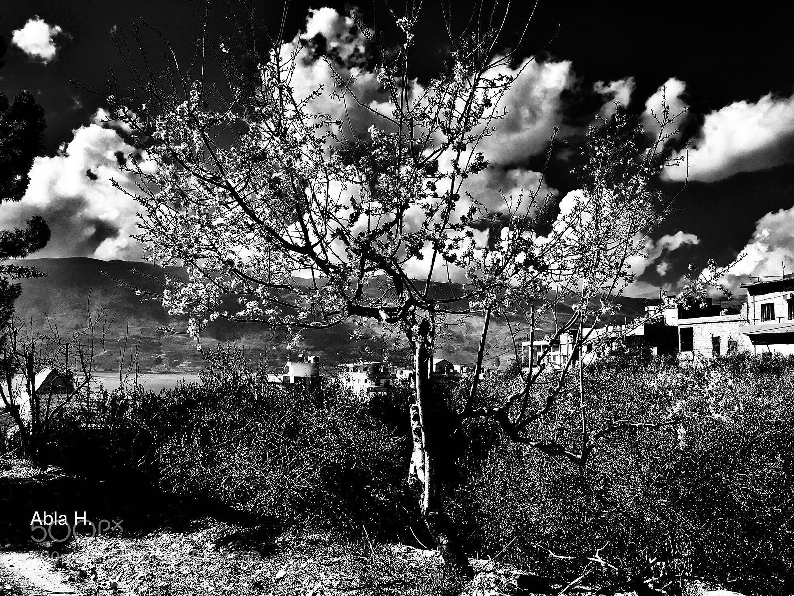 Apple iPhone 6s Plus sample photo. Black &white gives light photography