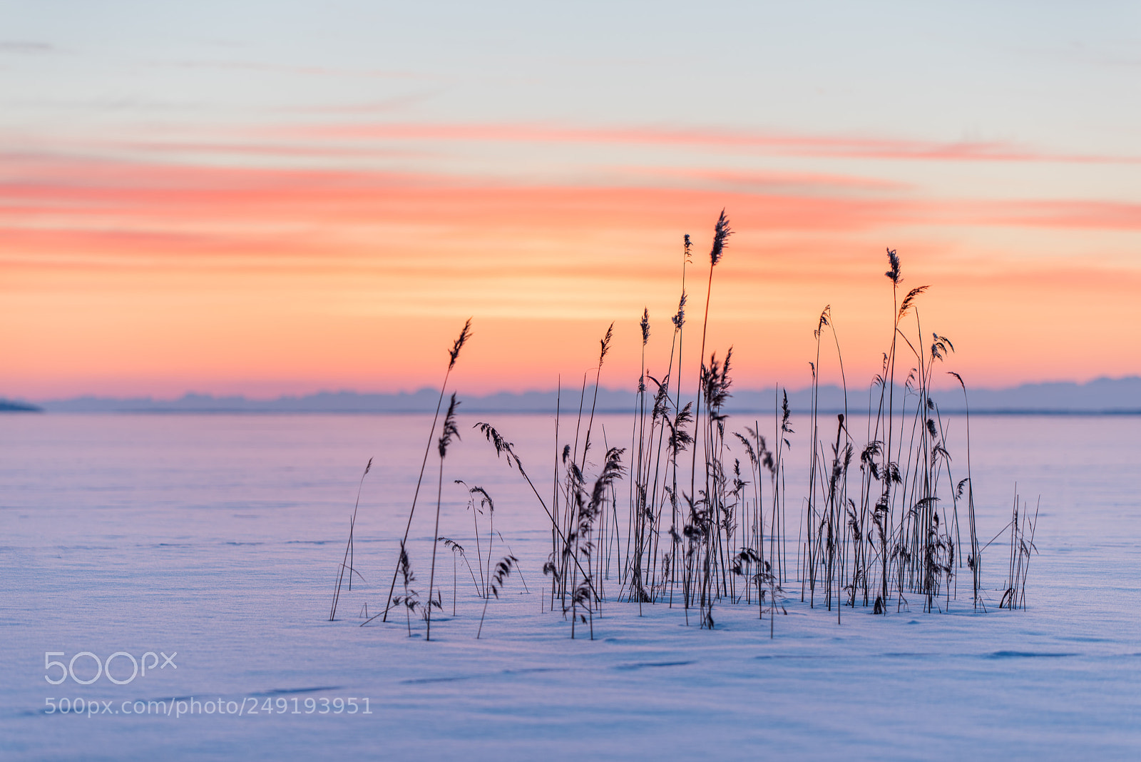 Nikon D810 sample photo. Frozen reed photography