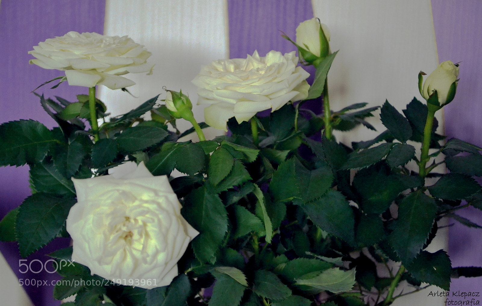 Nikon D3100 sample photo. Magic flowers photography