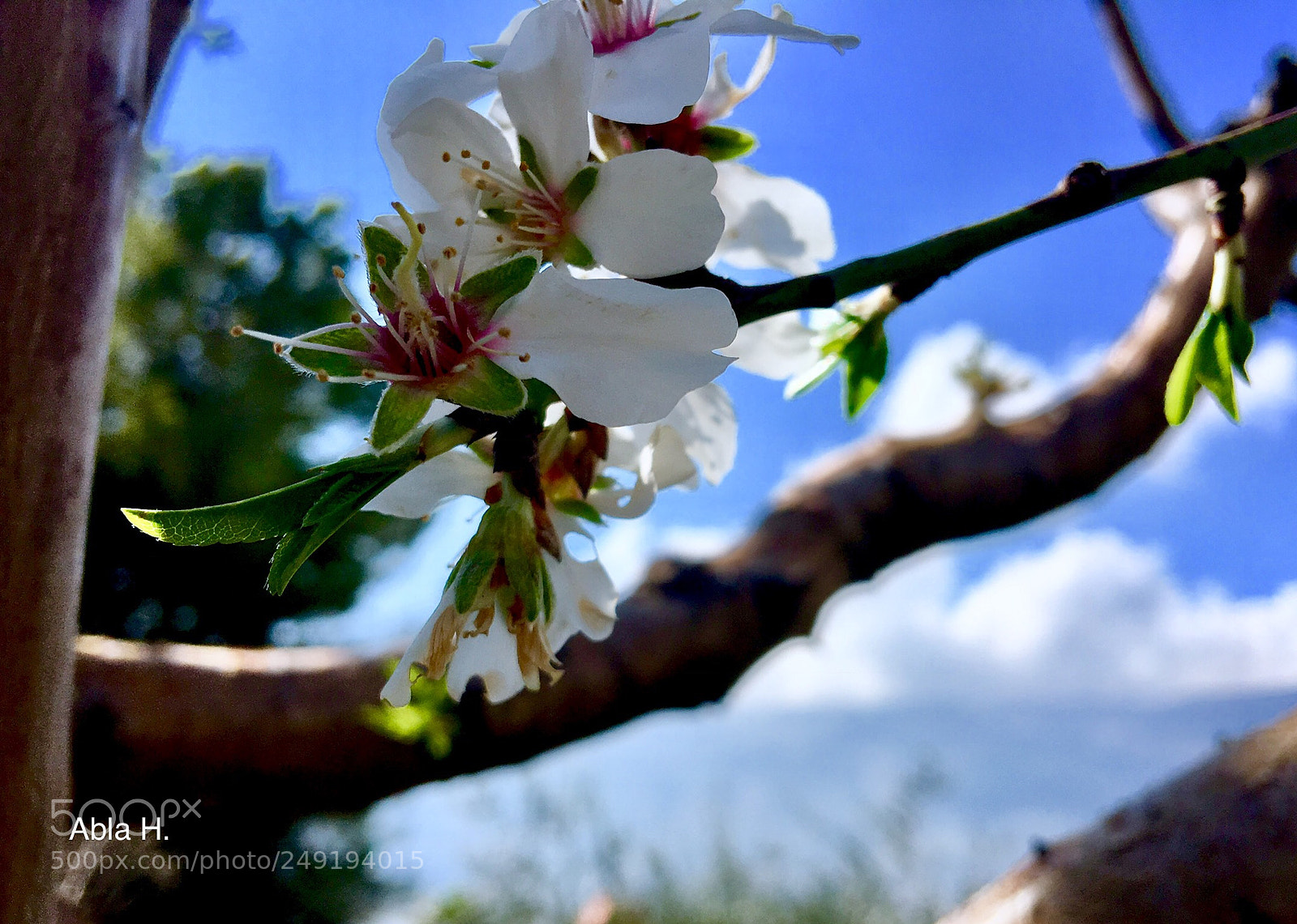 Apple iPhone 6s Plus sample photo. زهر اللوز photography