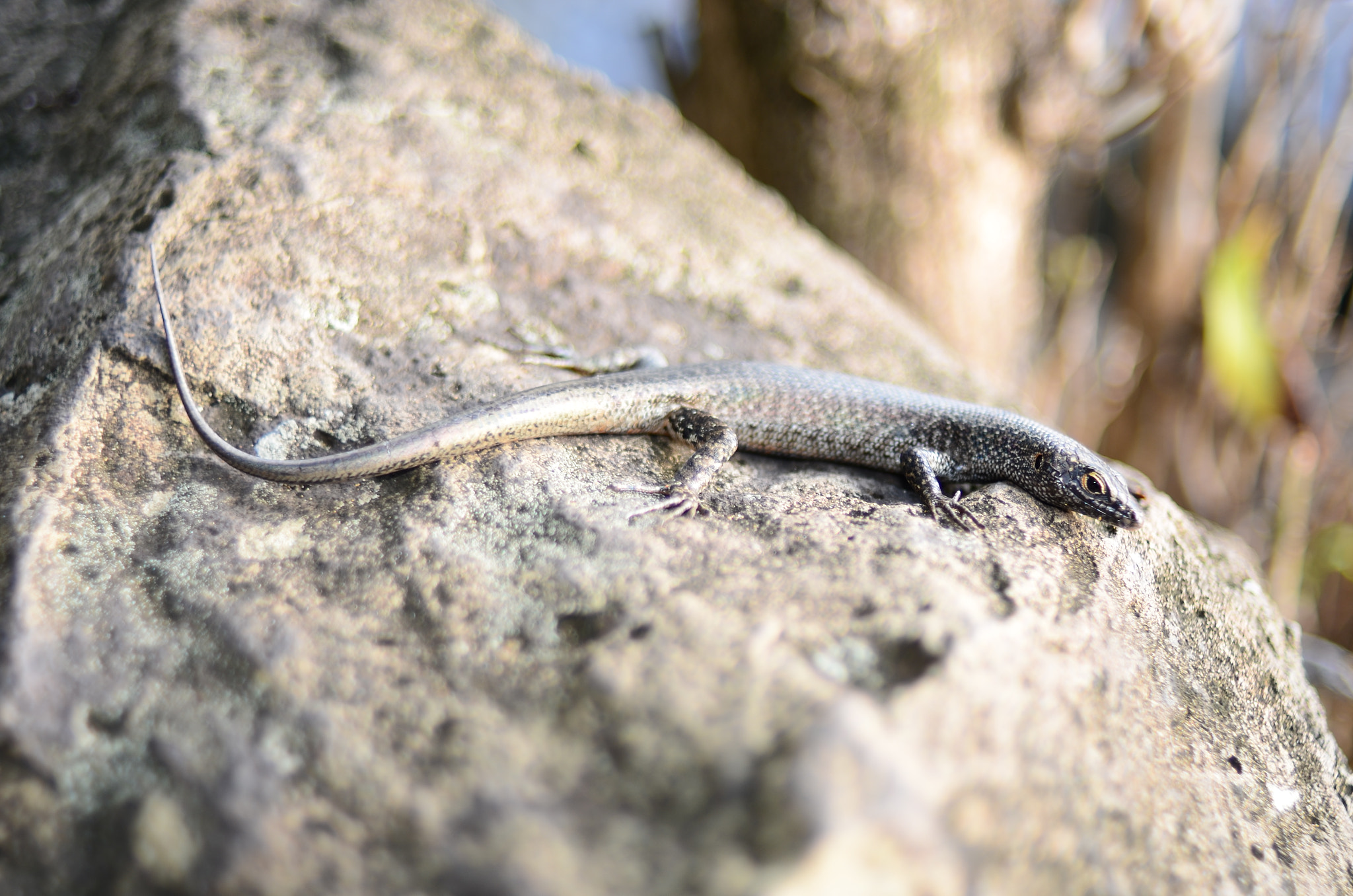 Nikon D7000 + Nikon AF Nikkor 35mm F2D sample photo. Black little dragon photography