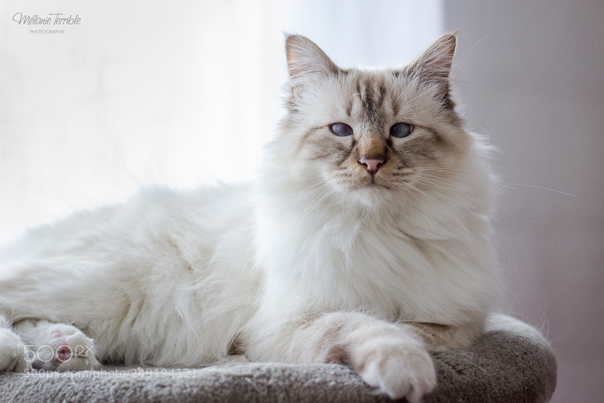Canon EOS 600D (Rebel EOS T3i / EOS Kiss X5) sample photo. Macfly the king photography