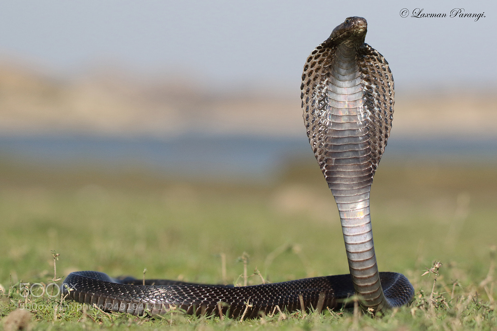 Canon EOS 7D Mark II sample photo. Indian cobra photography