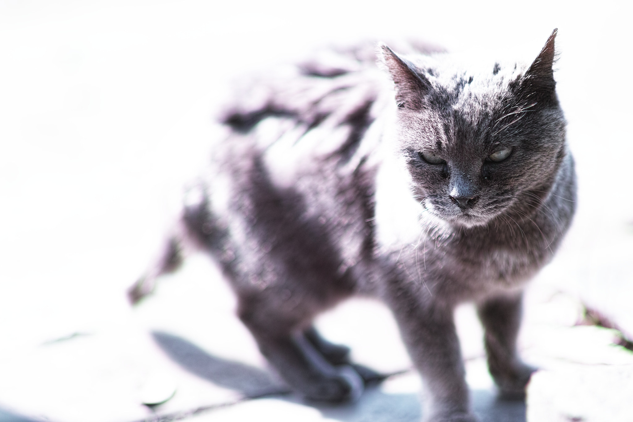 Sigma SD1 Merrill + Sigma 85mm F1.4 EX DG HSM sample photo. Cat every day photography