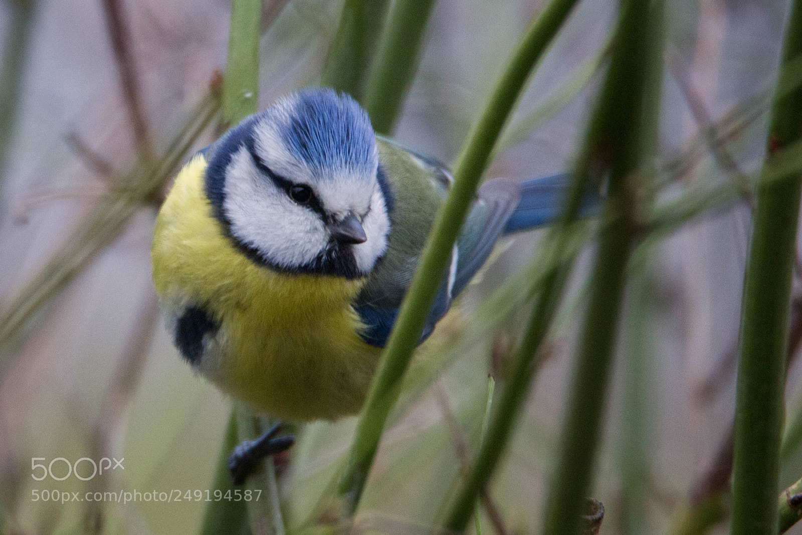 Canon EOS 700D (EOS Rebel T5i / EOS Kiss X7i) sample photo. Bluetit on the branch photography