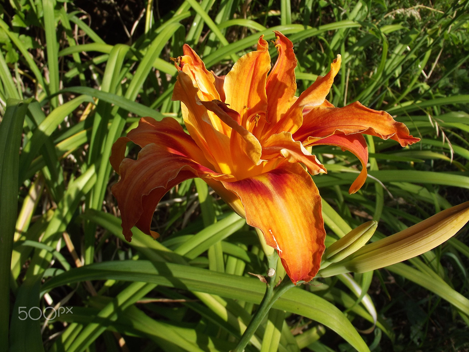 FujiFilm FinePix S2950 (FinePix S2990) sample photo. Orange lilly photography