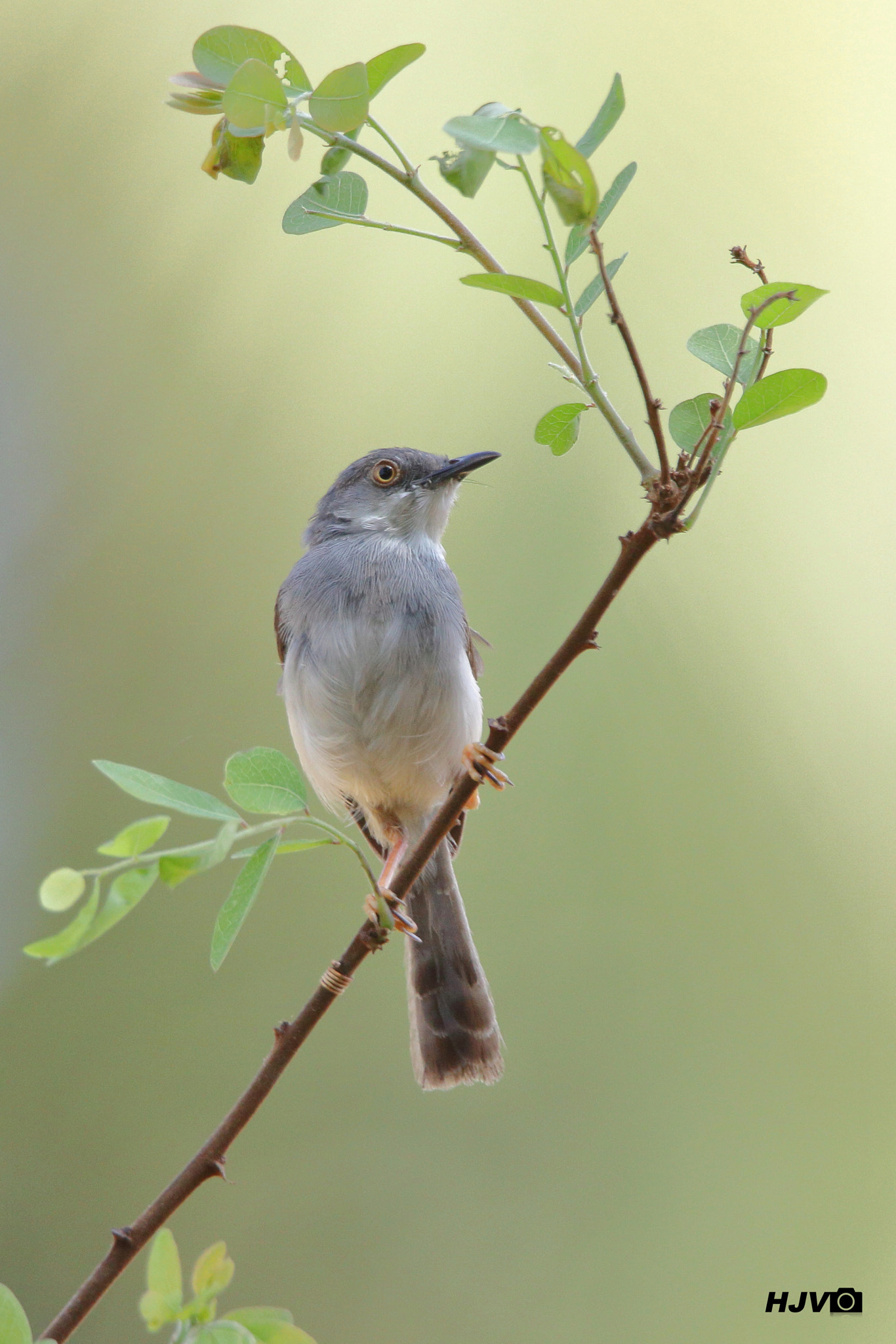 Canon EOS 80D + Canon EF 100-400mm F4.5-5.6L IS II USM sample photo. Grey-breasted prinia photography