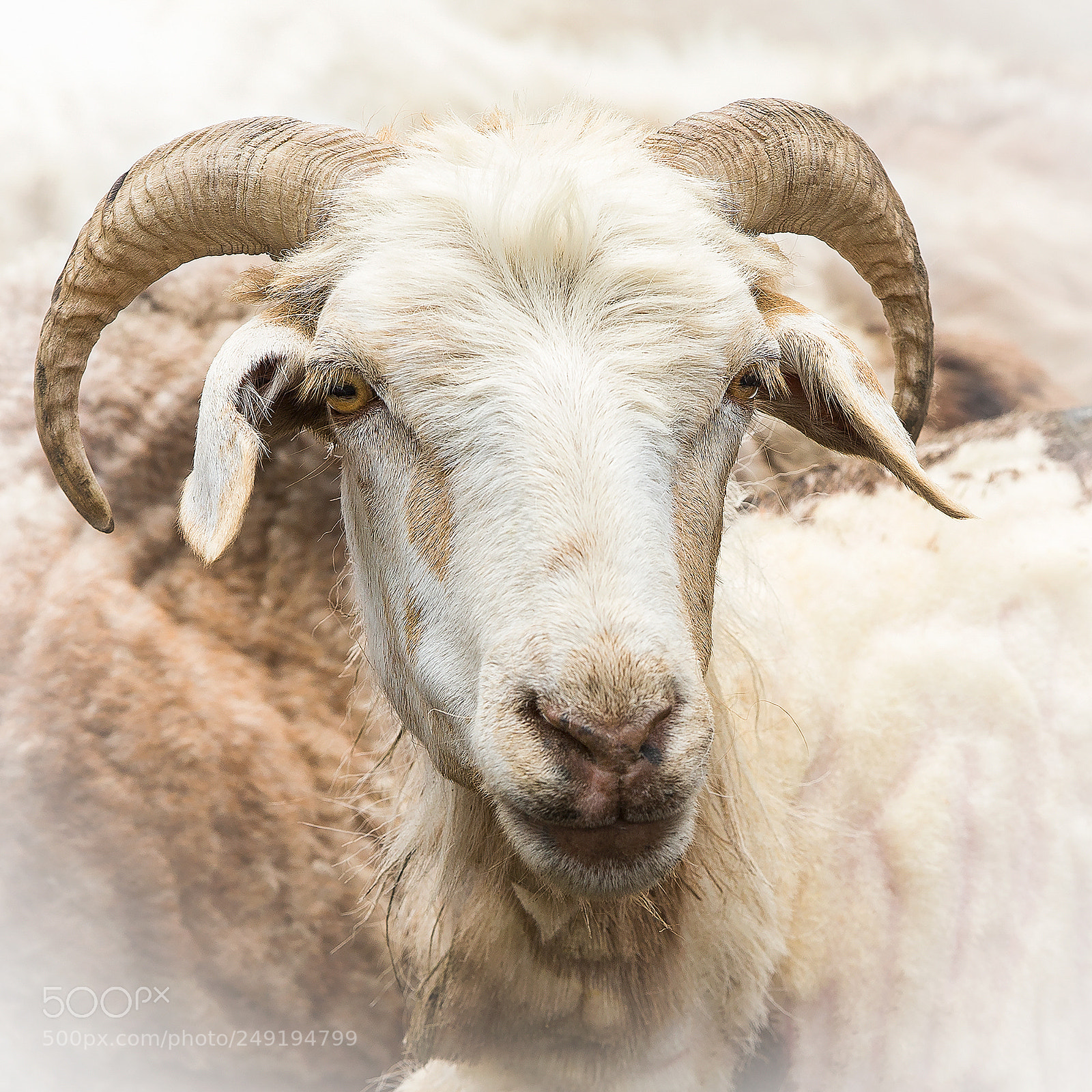 Canon EOS-1D X sample photo. Portrait of sheep 7 photography
