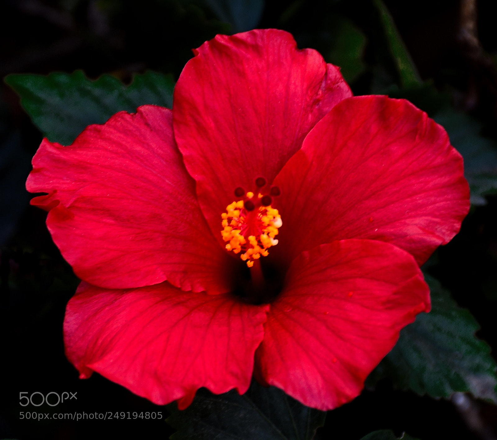 Nikon D7200 sample photo. Red hibiscus flower photography