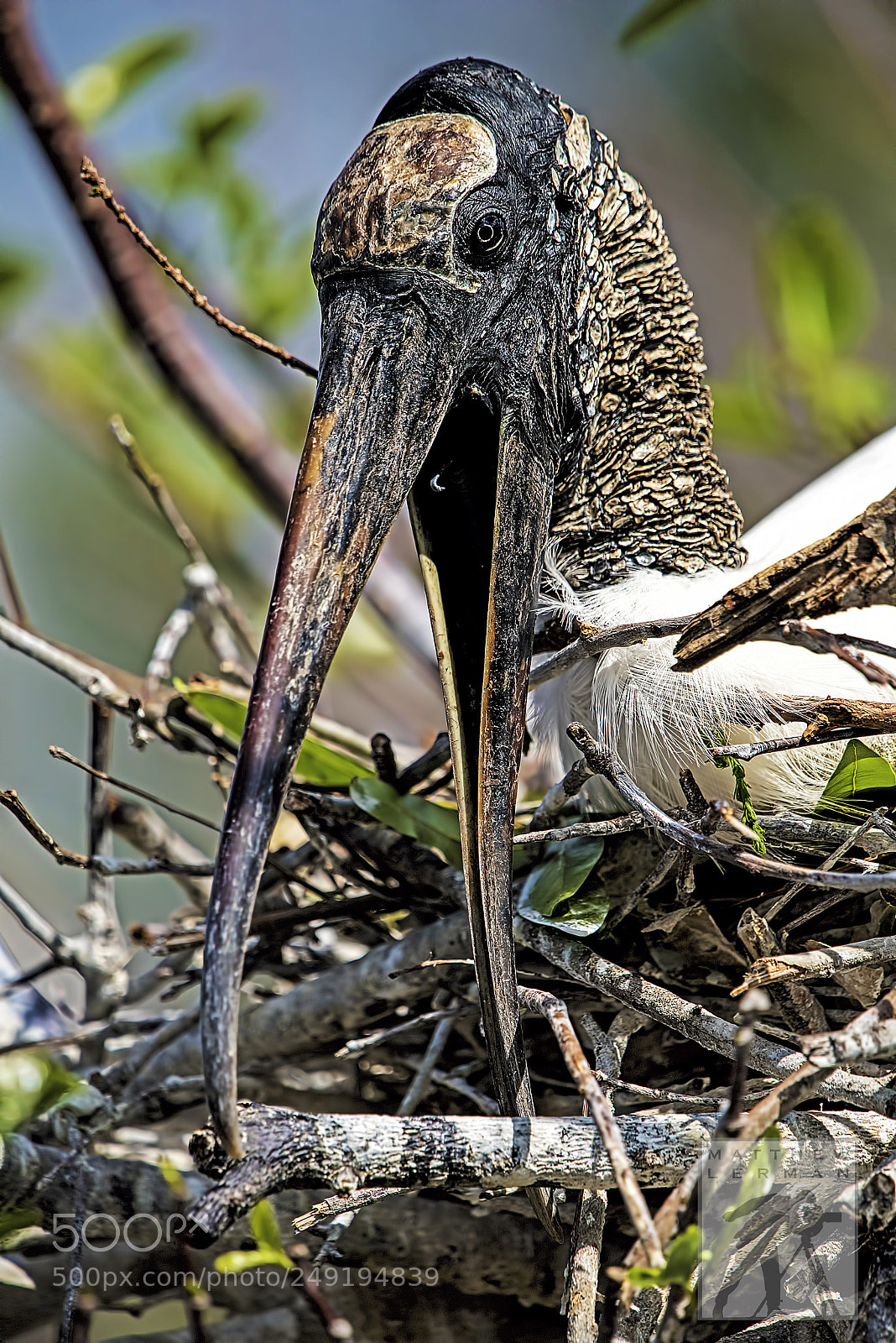 Nikon D810 sample photo. Incubating 1674 photography