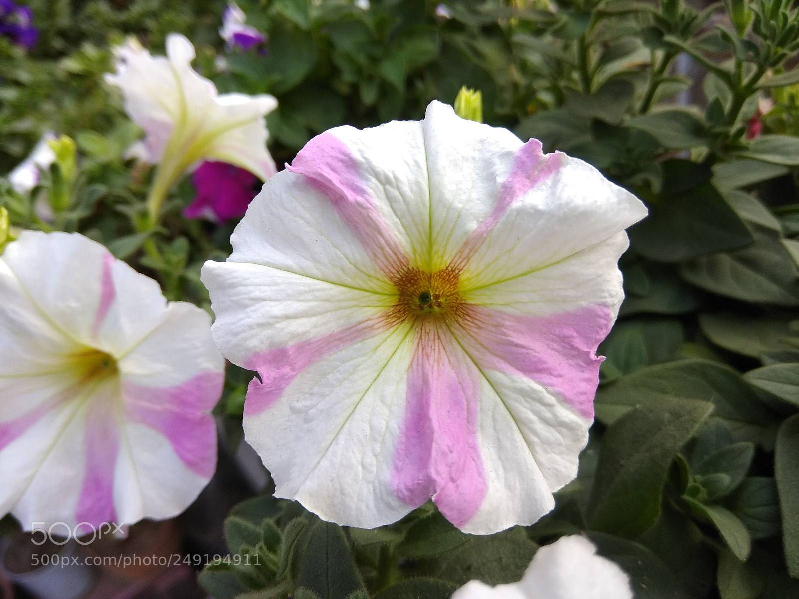 Xiaomi Redmi Note 4 sample photo. Img_20180126_155553.jpg photography