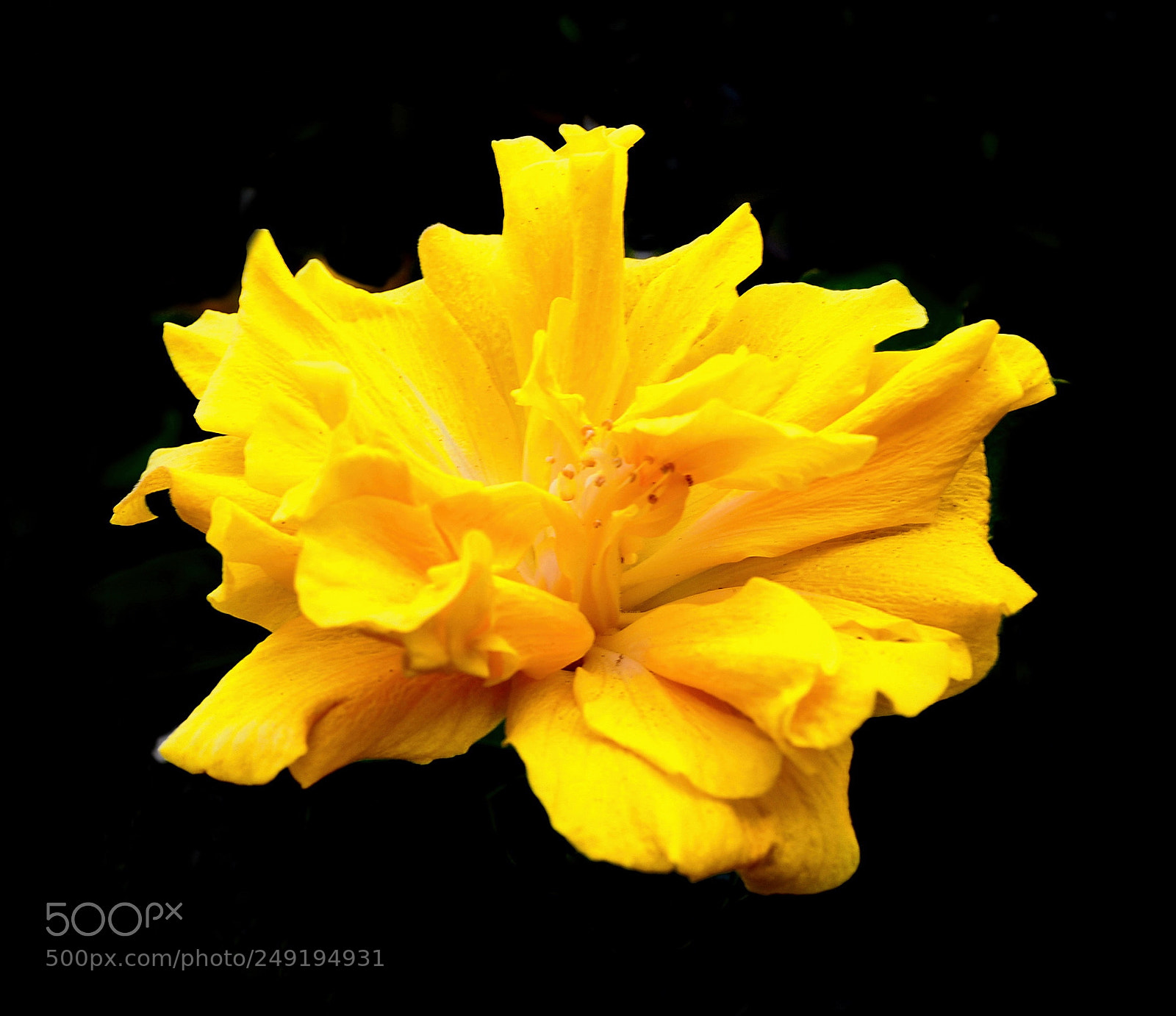 Nikon D7200 sample photo. Gold flower photography
